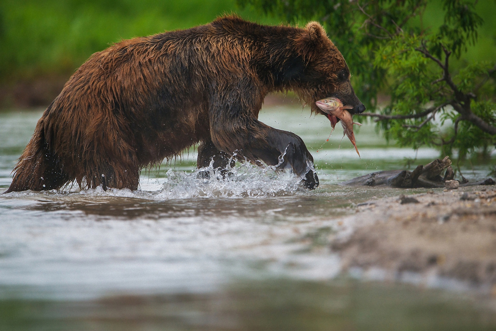 Обои морда, вода, лапы, медведь, рыба, рыбалка, александр маркелов, face, water, paws, bear, fish, fishing, alexander markelov разрешение 1920x1280 Загрузить