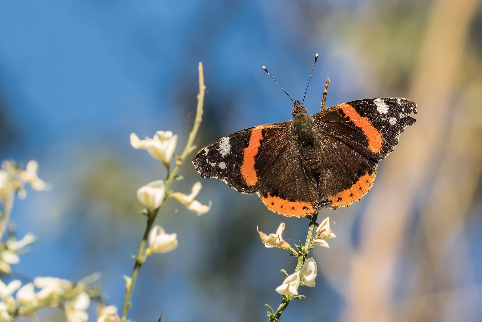 Обои цветы, насекомое, бабочка, крылья, боке, адмирал, нимфалида, flowers, insect, butterfly, wings, bokeh, admiral, nymphalid разрешение 2048x1366 Загрузить