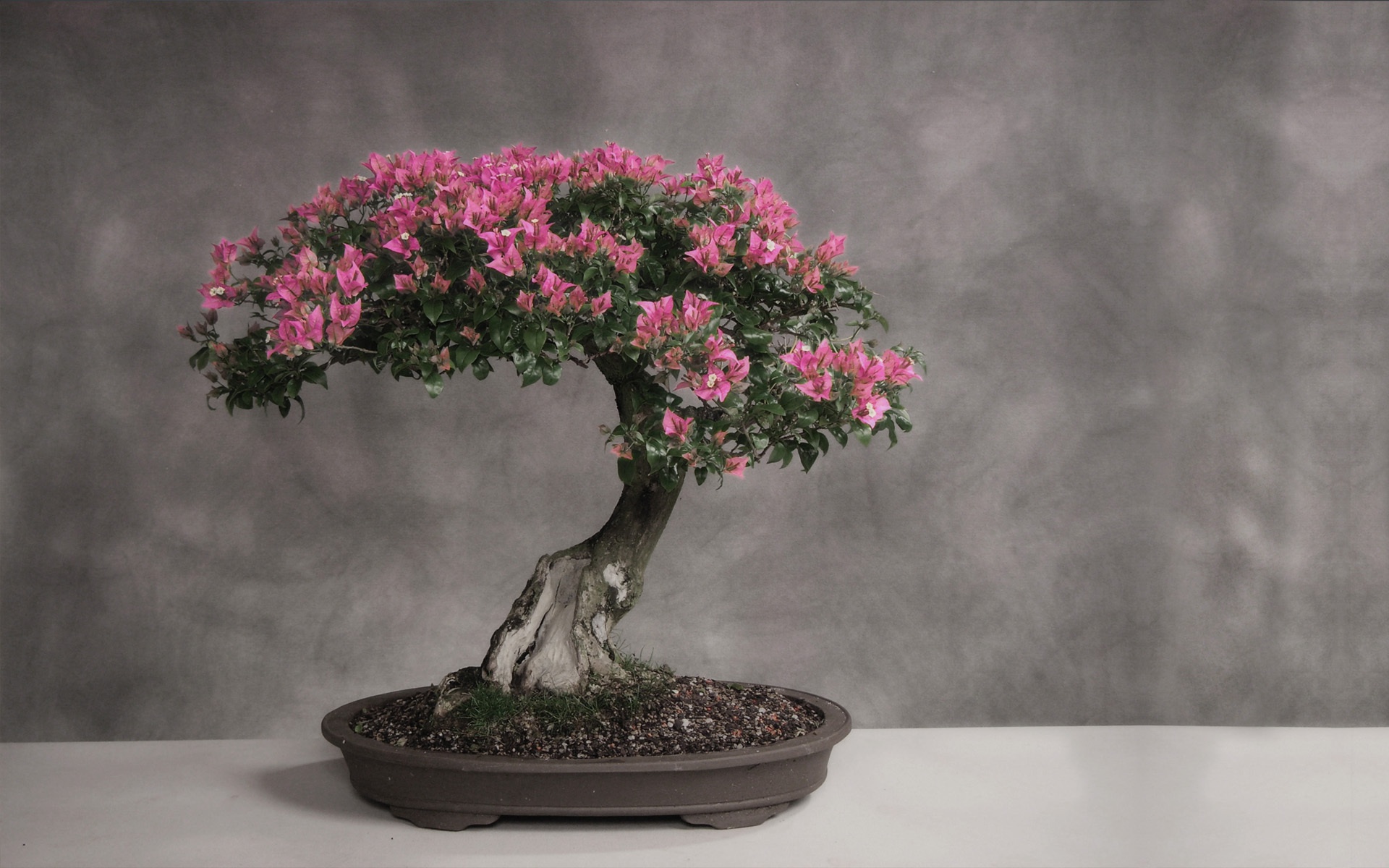 Обои цветение, серый фон, деревце, бонсай, flowering, grey background, tree, bonsai разрешение 1920x1200 Загрузить