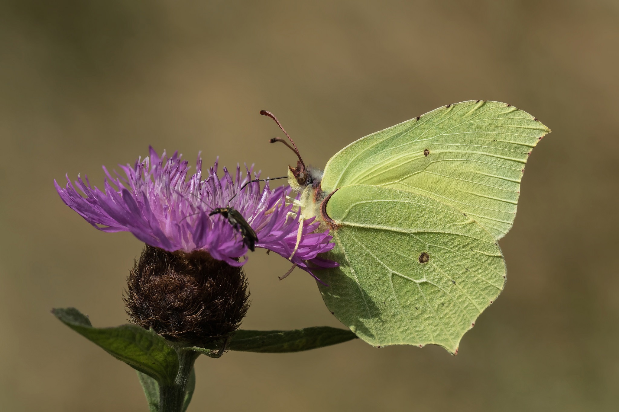 Обои насекомое, цветок, бабочка, крылья, крушинница, лимонница, insect, flower, butterfly, wings, brimstones, the limonite разрешение 2048x1365 Загрузить