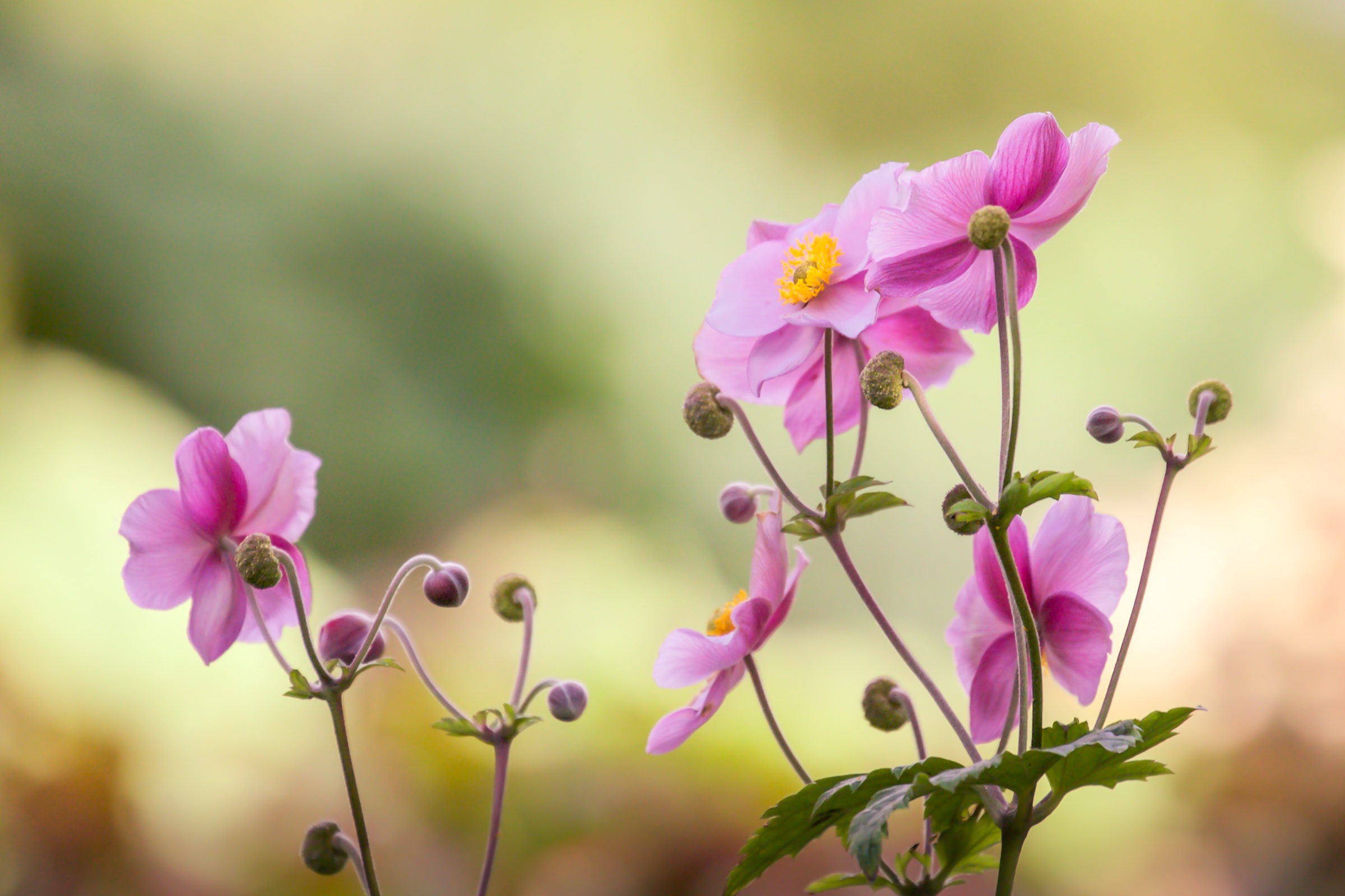 Обои цветок, лепестки, розовый, боке, японский анемон, анемон, flower, petals, pink, bokeh, japanese anemone, anemone разрешение 2400x1600 Загрузить