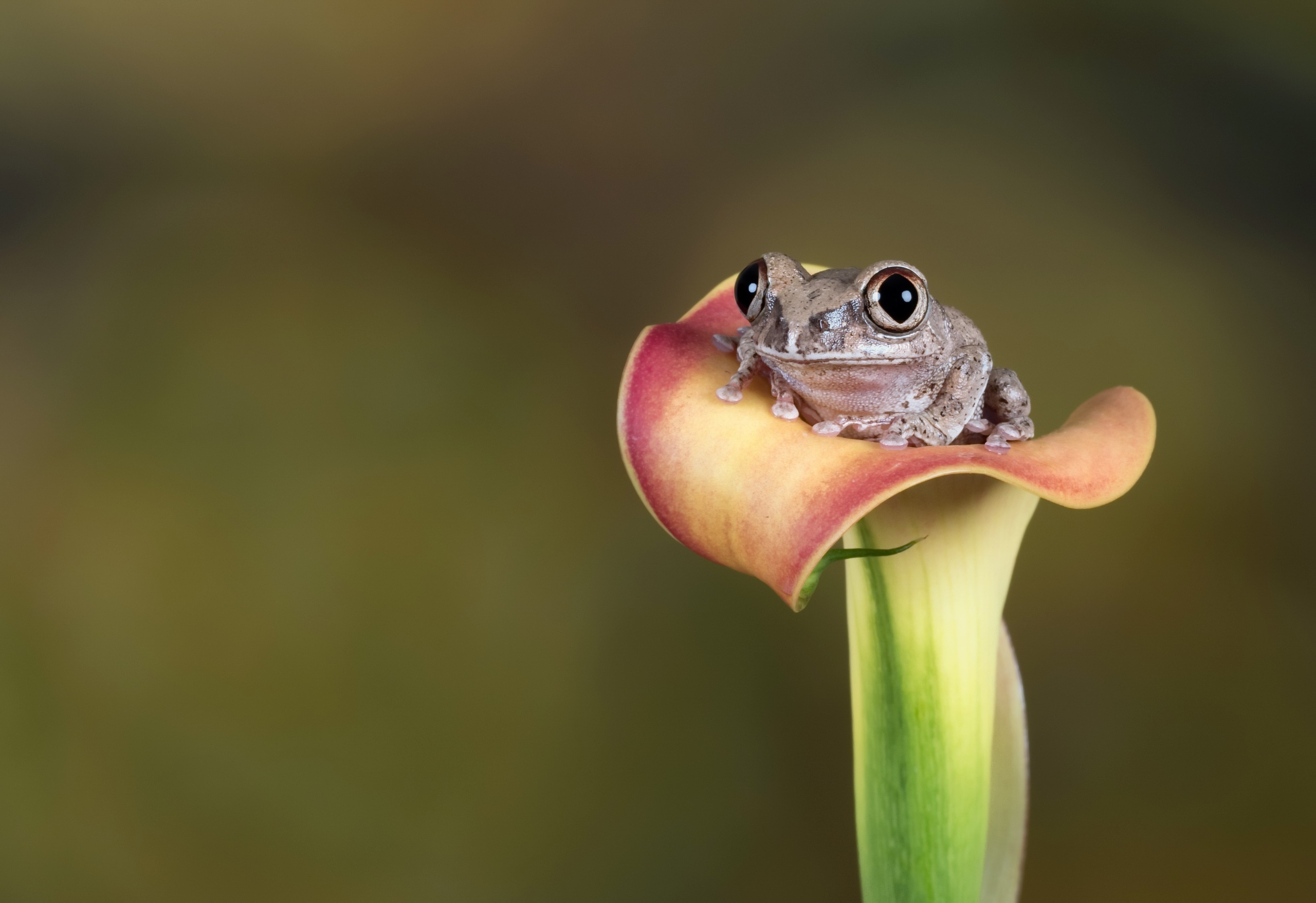 Обои глаза, цветок, лето, взгляд, лягушка, eyes, flower, summer, look, frog разрешение 2560x1758 Загрузить