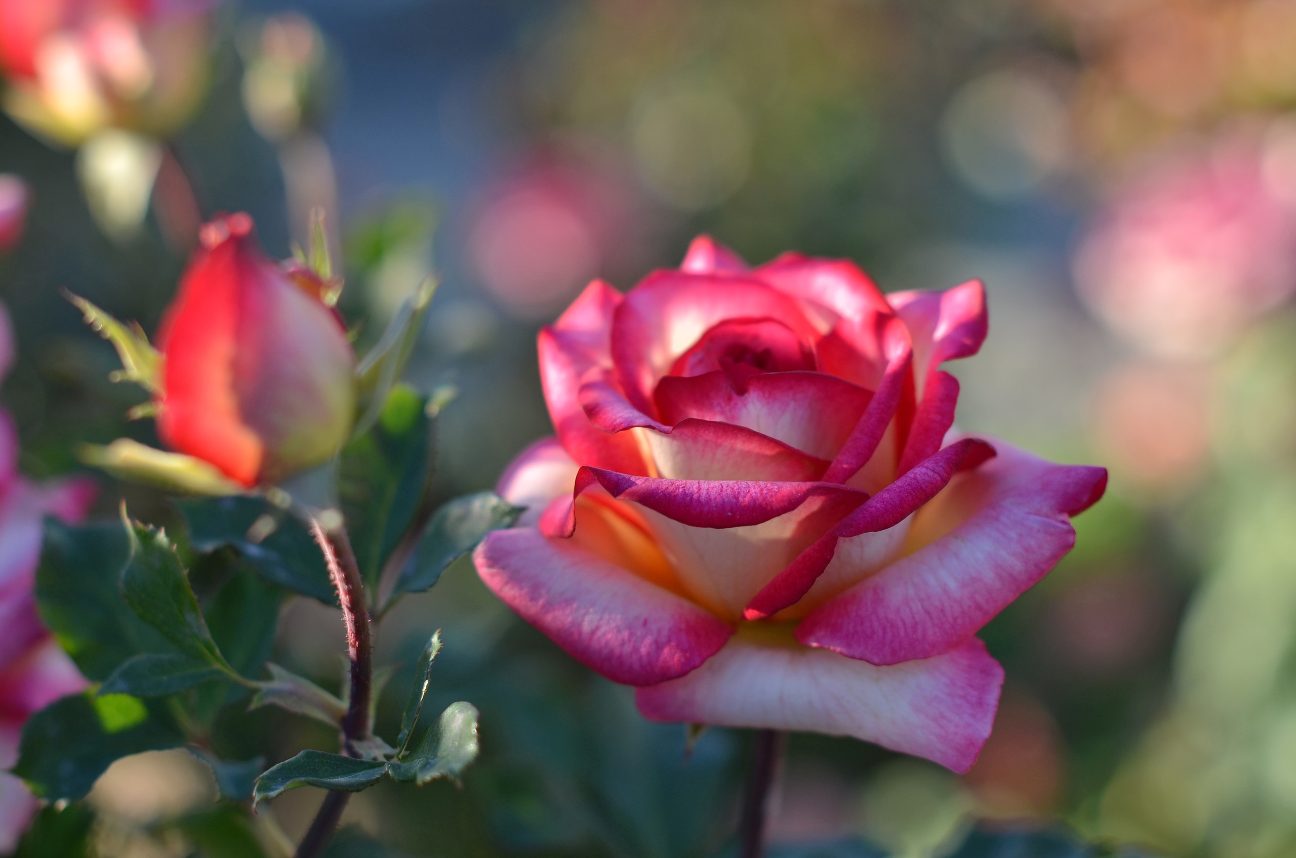 Обои цветок, роза, лепестки, бутон, куст, боке, flower, rose, petals, bud, bush, bokeh разрешение 2560x1696 Загрузить