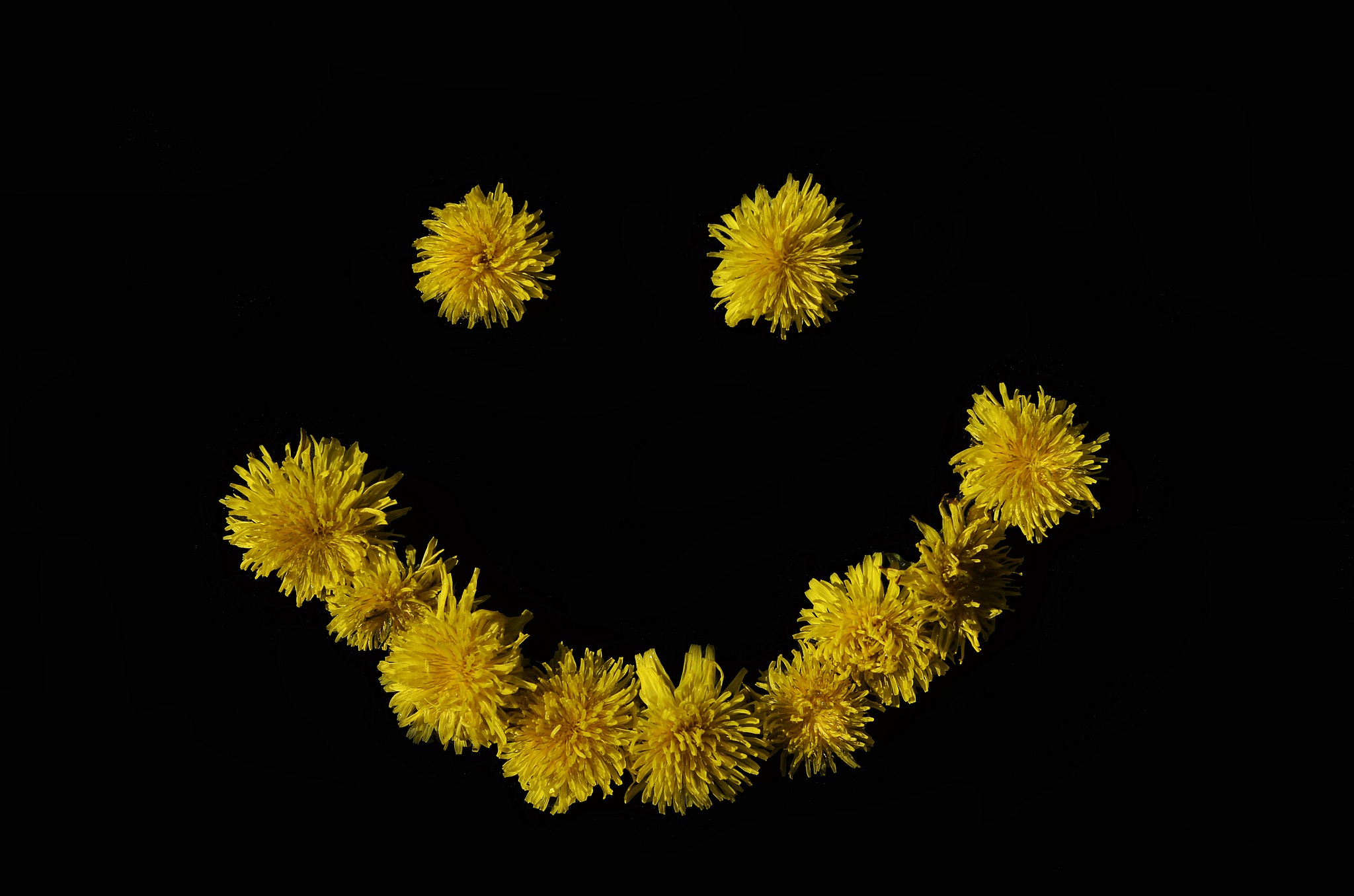 Обои цветок, улыбка, черный фон, одуванчики, смайлик, желтые цветы, flower, smile, black background, dandelions, smiley, yellow flowers разрешение 2048x1356 Загрузить