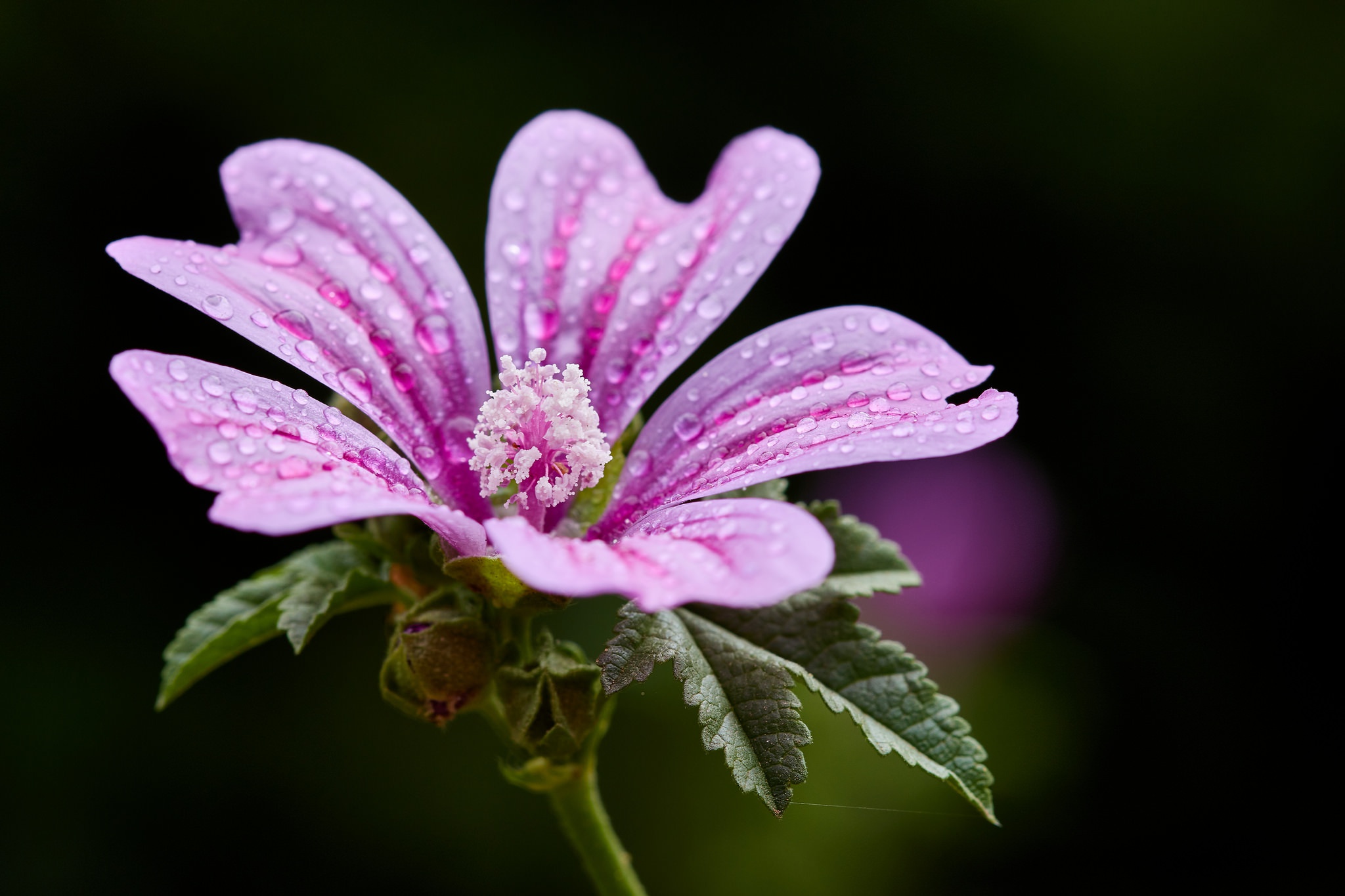 Обои цветок, крупный план, боке, мальва, капельки воды, flower, close-up, bokeh, mallow, droplets of water разрешение 2048x1365 Загрузить