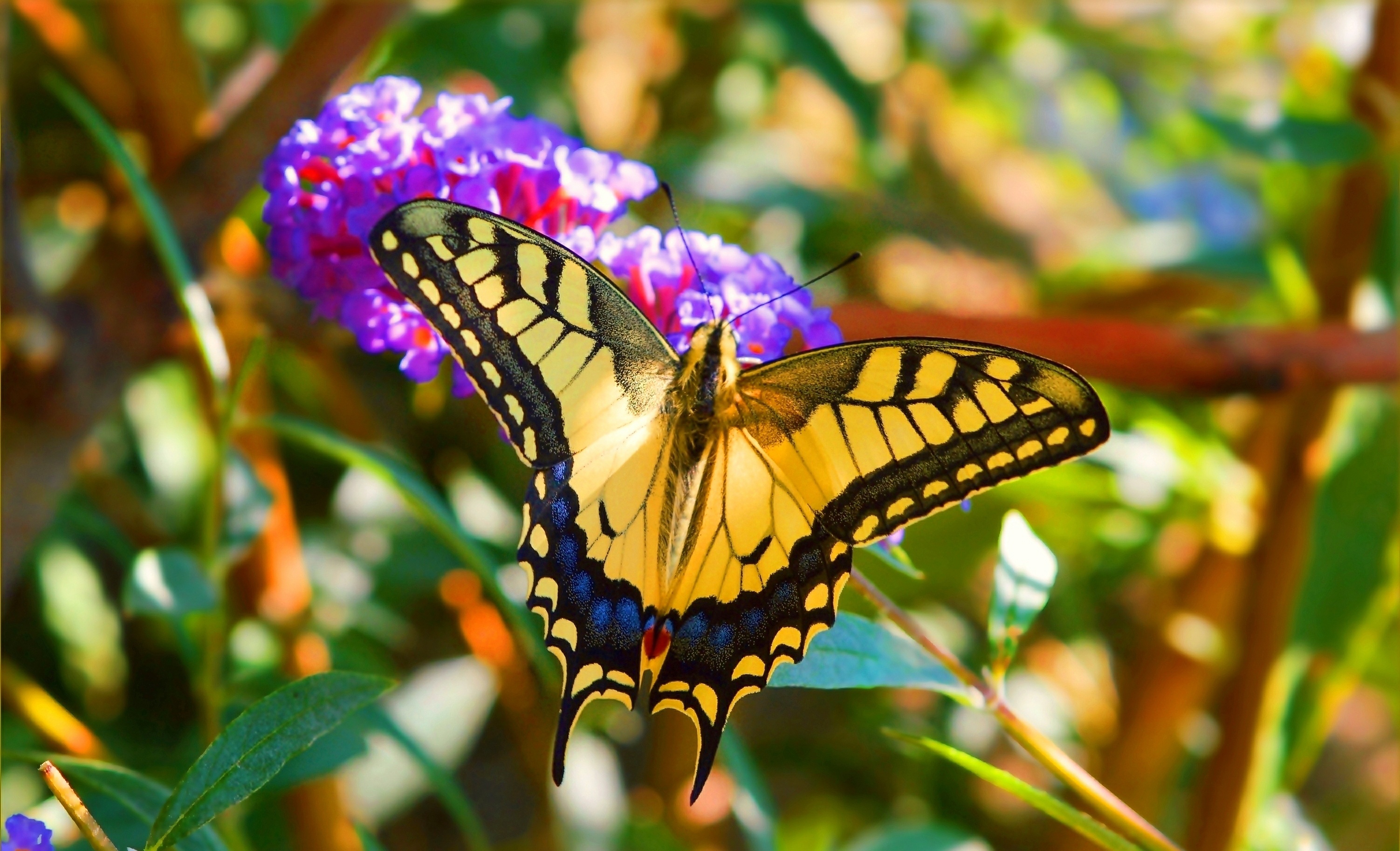 Кратко разноцветная бабочка. Махаон бабочка Махаон. Бабочка Махаон Луговая. Бабочка Махаон Радужная. Махаон бабочка окрасы.