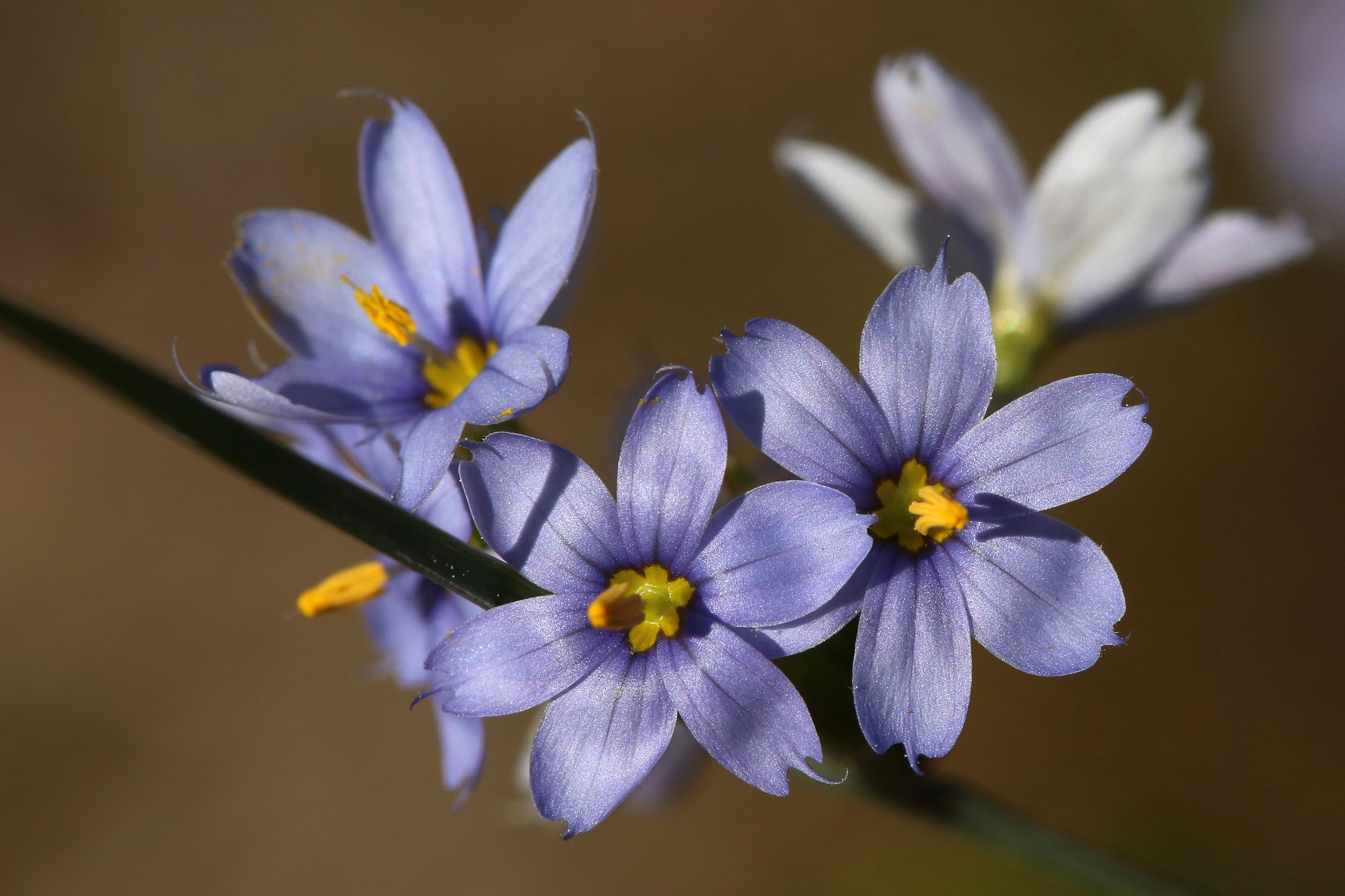 Обои цветы, макро, фон, размытость, сиреневые, голубоглазка, flowers, macro, background, blur, lilac, blue eyes разрешение 2048x1365 Загрузить