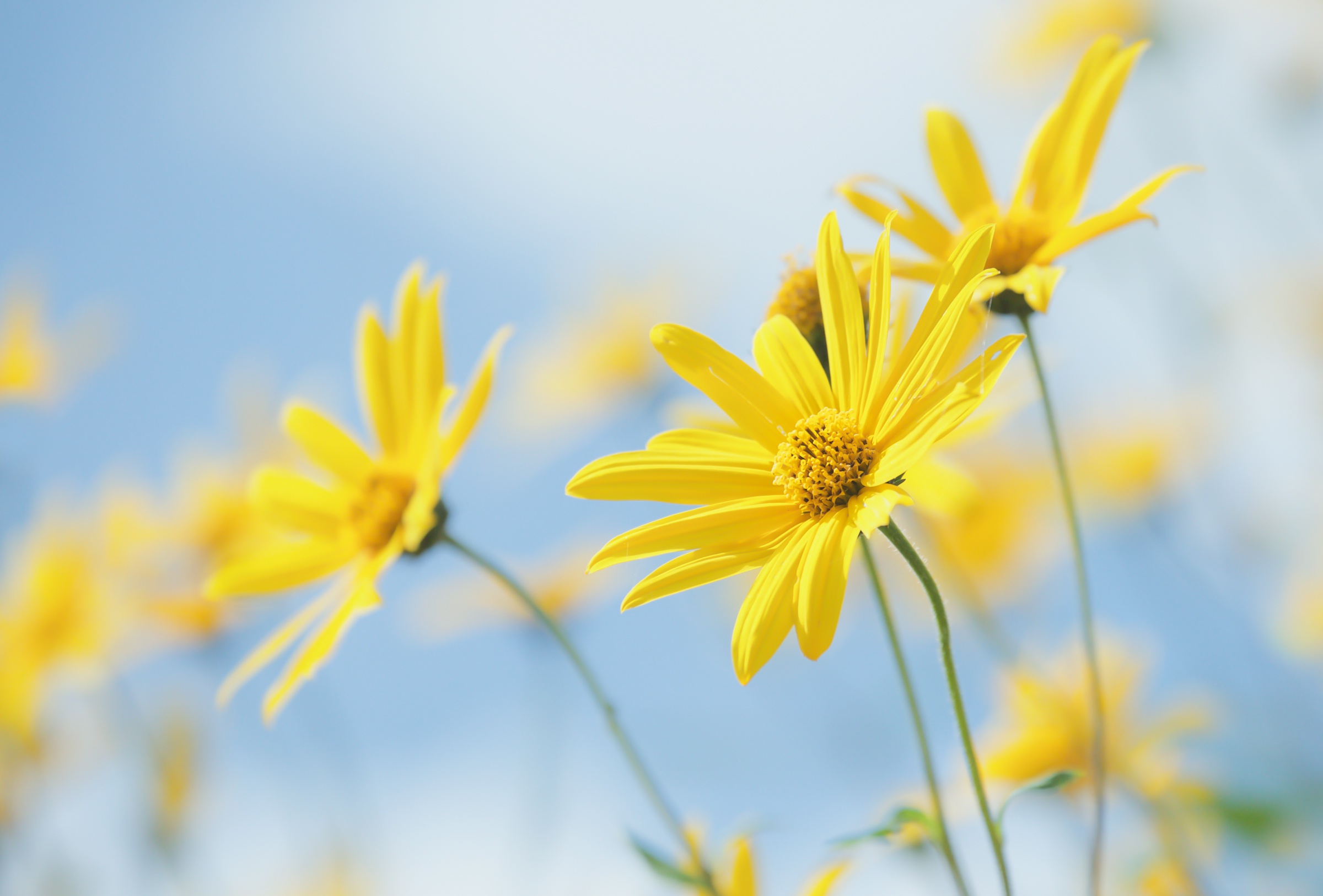 Обои цветы, природа, растение, желтые цветы, топинамбур, flowers, nature, plant, yellow flowers, jerusalem artichoke разрешение 2400x1627 Загрузить