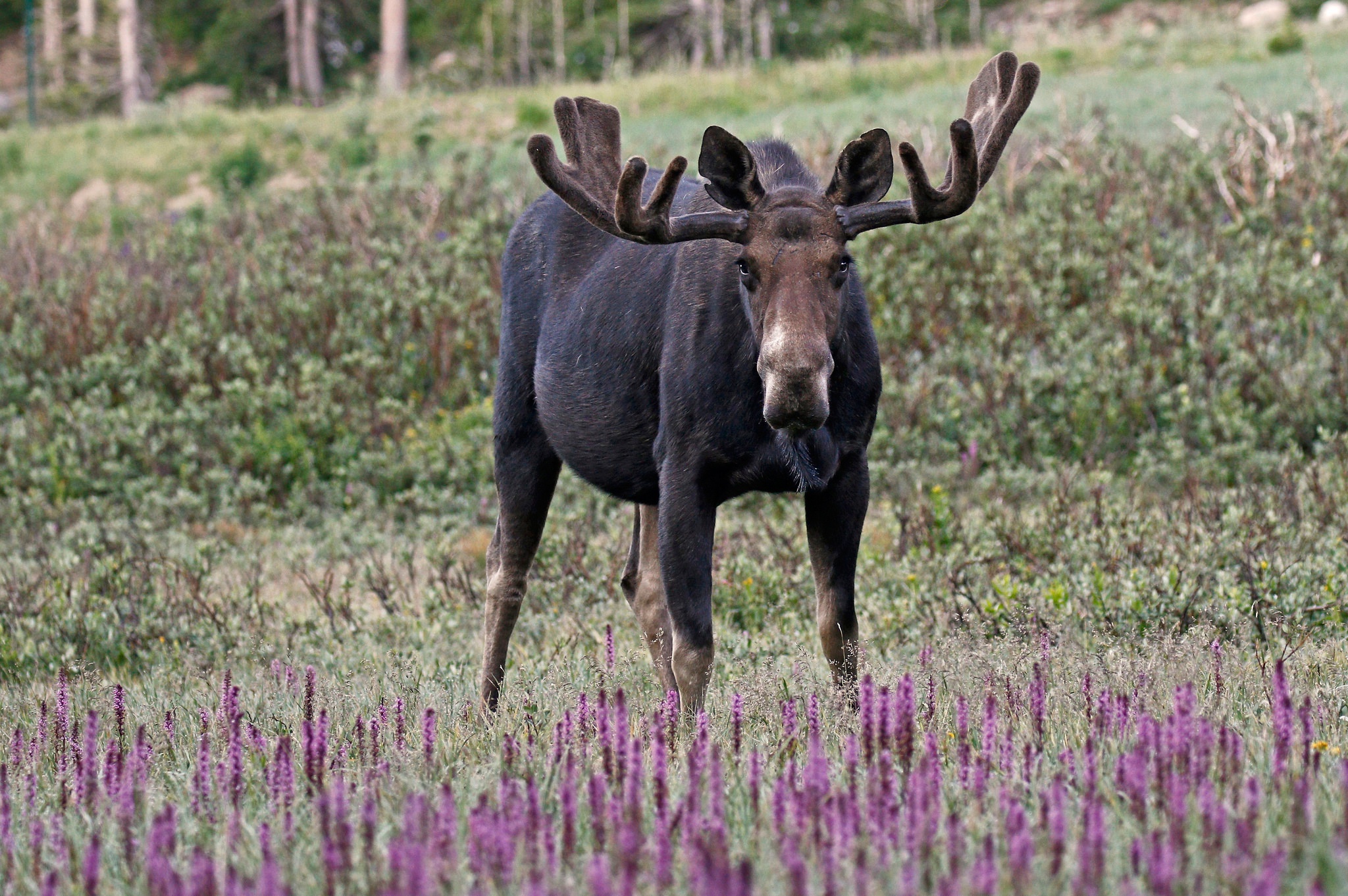 Обои цветы, трава, природа, рога, лось, flowers, grass, nature, horns, moose разрешение 2048x1362 Загрузить