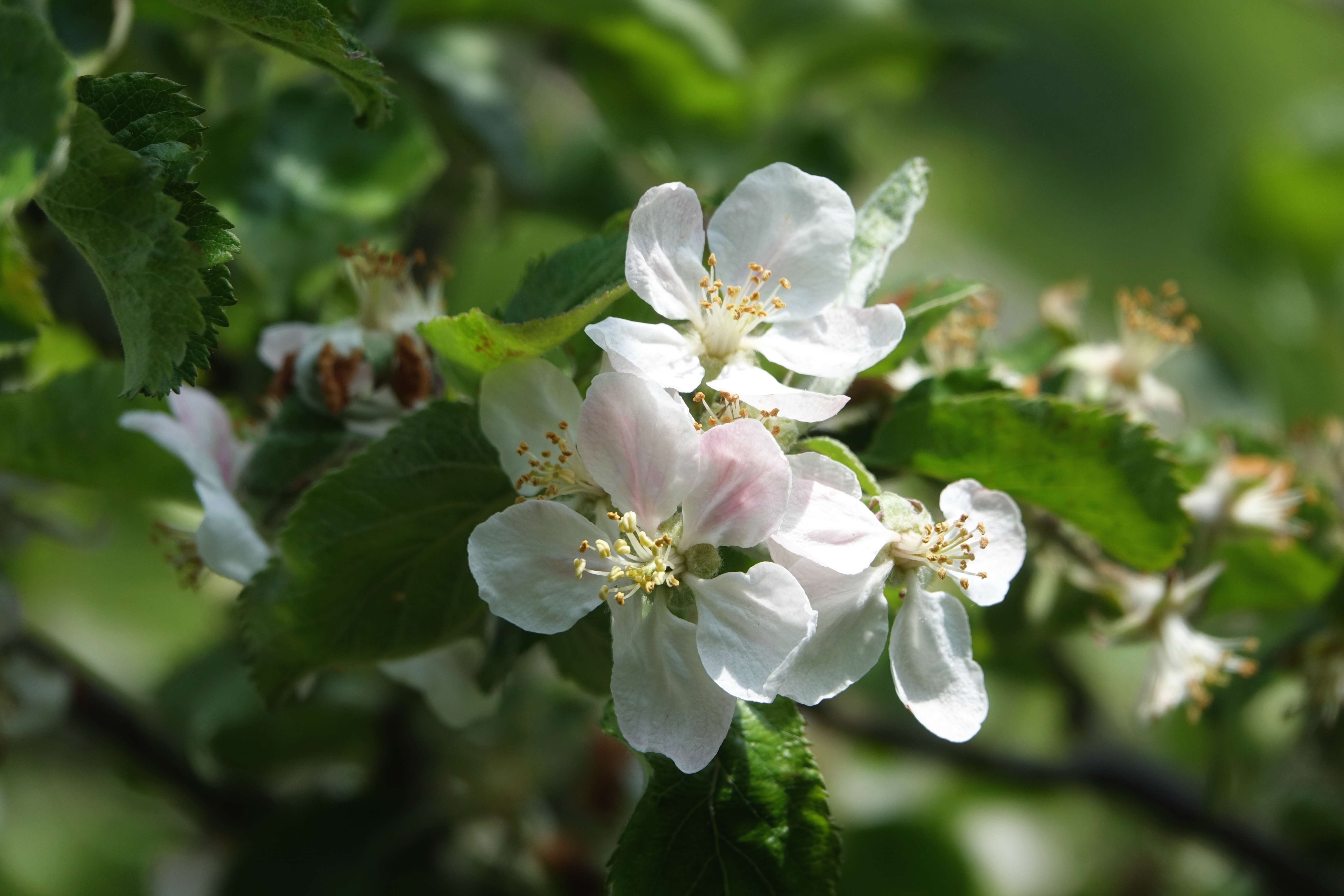 Обои цветы, дерево, цветение, листья, ветки, весна, боке, flowers, tree, flowering, leaves, branches, spring, bokeh разрешение 5472x3648 Загрузить