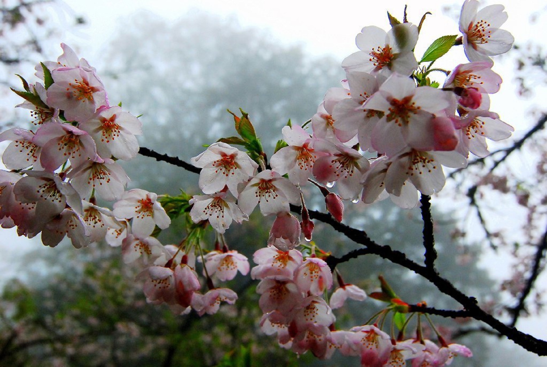 Обои цветы, красиво, дерево, цветение, ветки, капли, лето, весна, цветёт, flowers, beautiful, tree, flowering, branches, drops, summer, spring, blooms разрешение 1920x1288 Загрузить