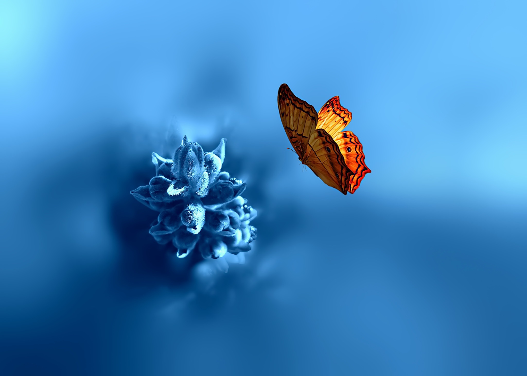 Обои насекомое, фон, цветок, бабочка, крылья, размытость, insect, background, flower, butterfly, wings, blur разрешение 2048x1463 Загрузить