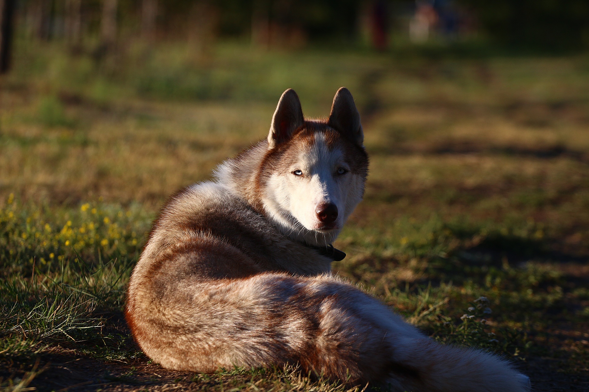 Обои фон, мордочка, взгляд, собака, травка, хаски, друг, background, muzzle, look, dog, weed, husky, each разрешение 1920x1280 Загрузить