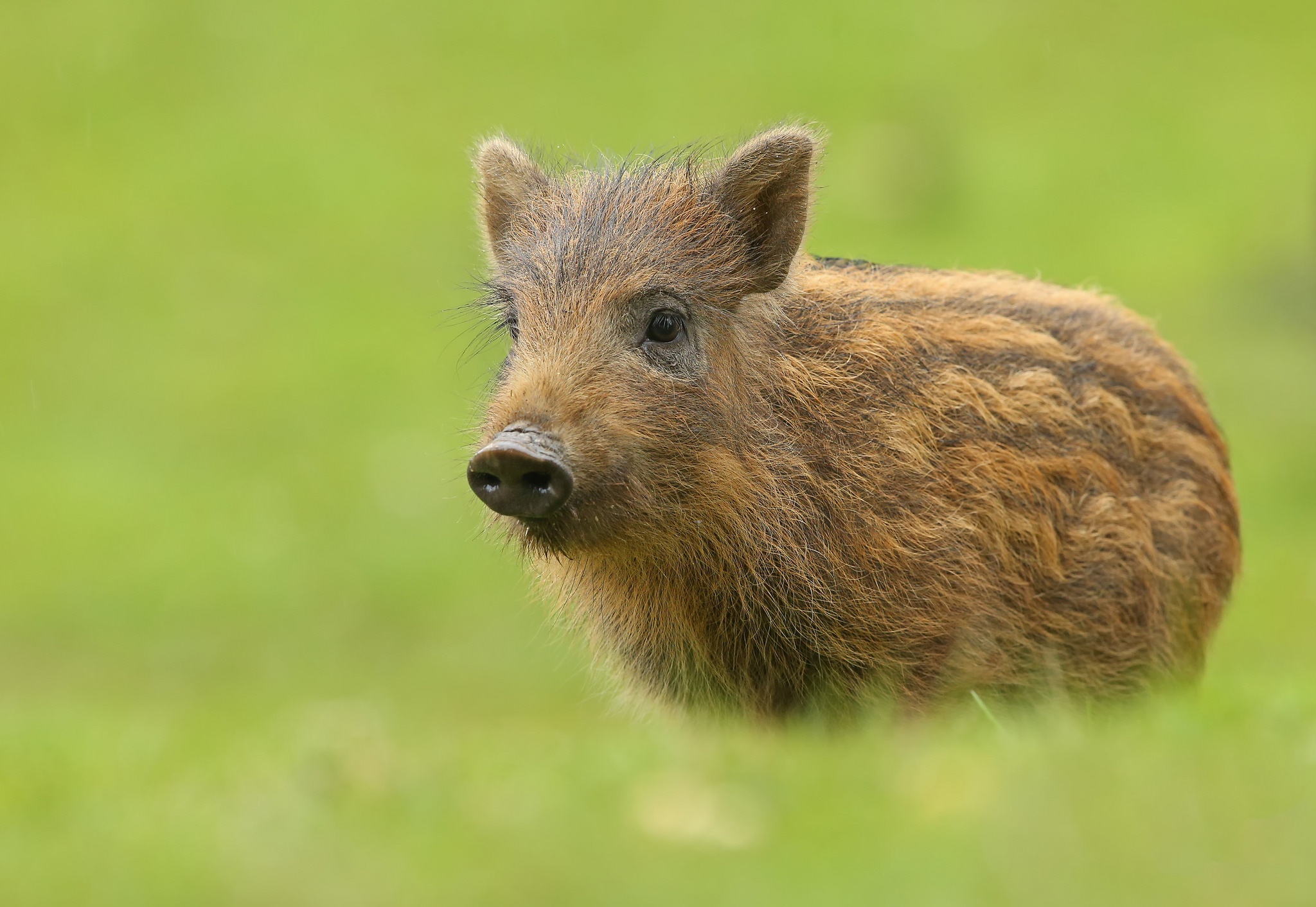 Скачать обои фон, животное, кабан, свинка, свинья разрешение 1440x900  #190235