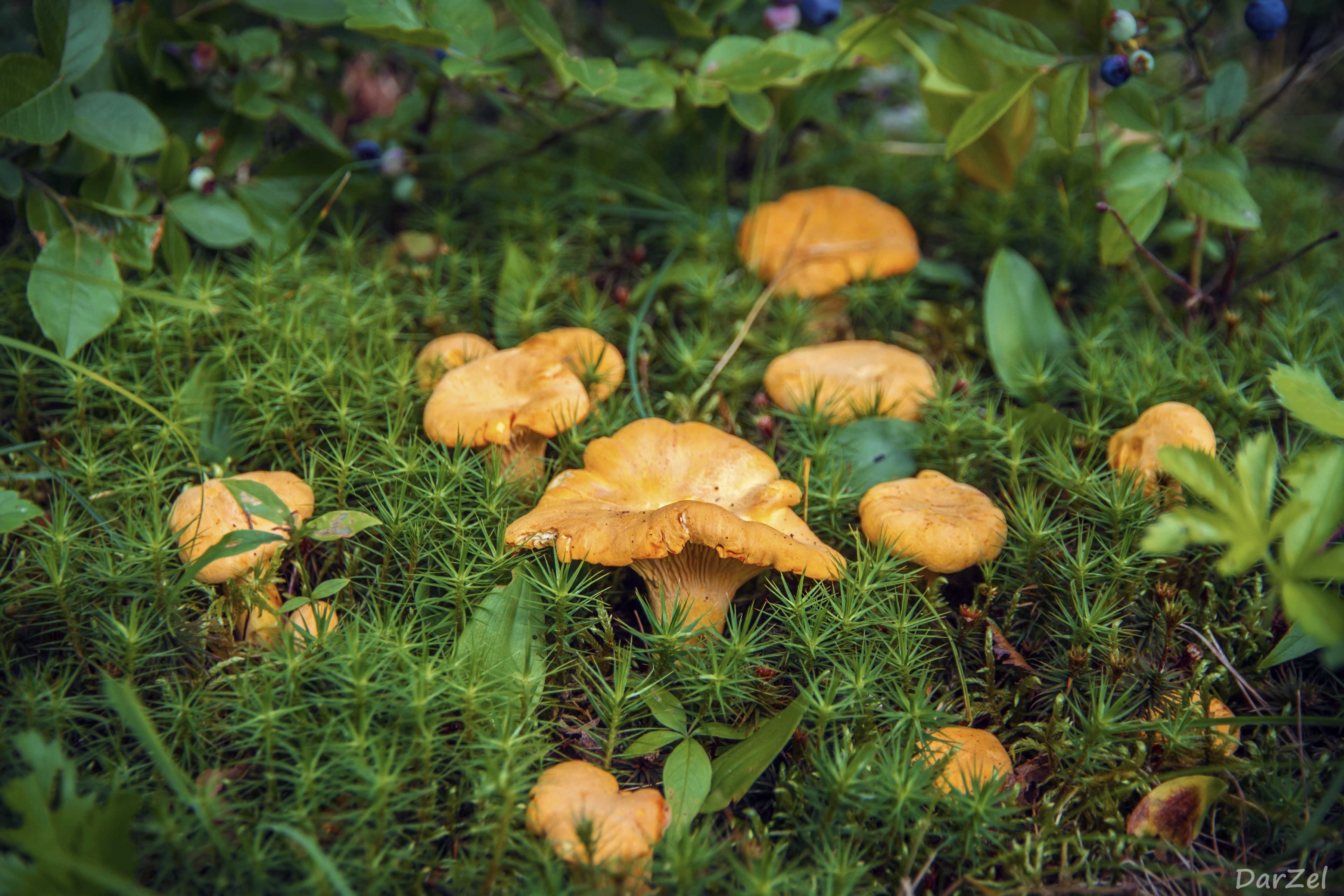 Обои растения, грибы, мох, черника, лисички, plants, mushrooms, moss, blueberries, chanterelles разрешение 3600x2400 Загрузить