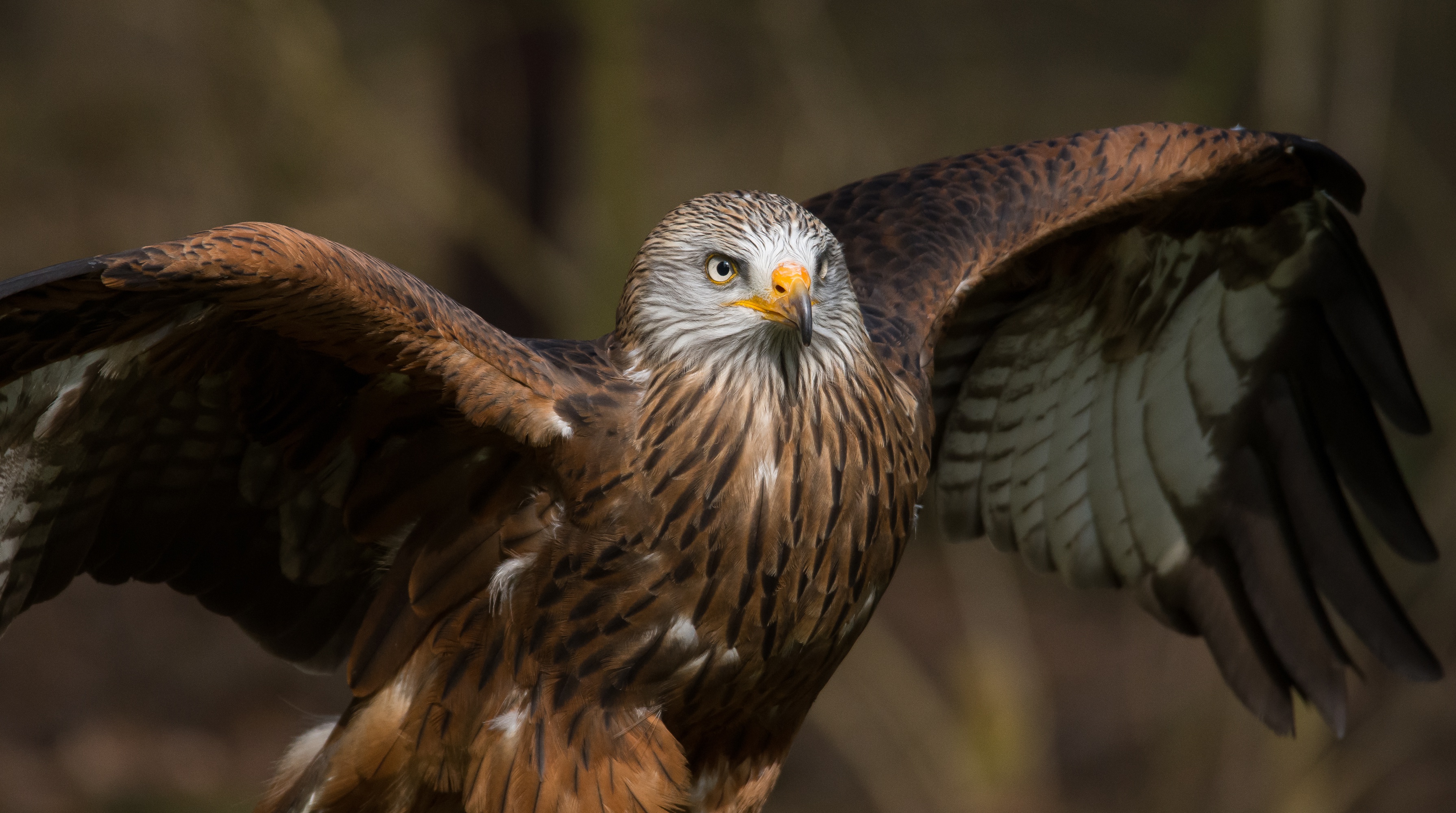 Обои крылья, хищник, птица, клюв, перья, коршун, milvus, wings, predator, bird, beak, feathers, kite разрешение 3580x2000 Загрузить