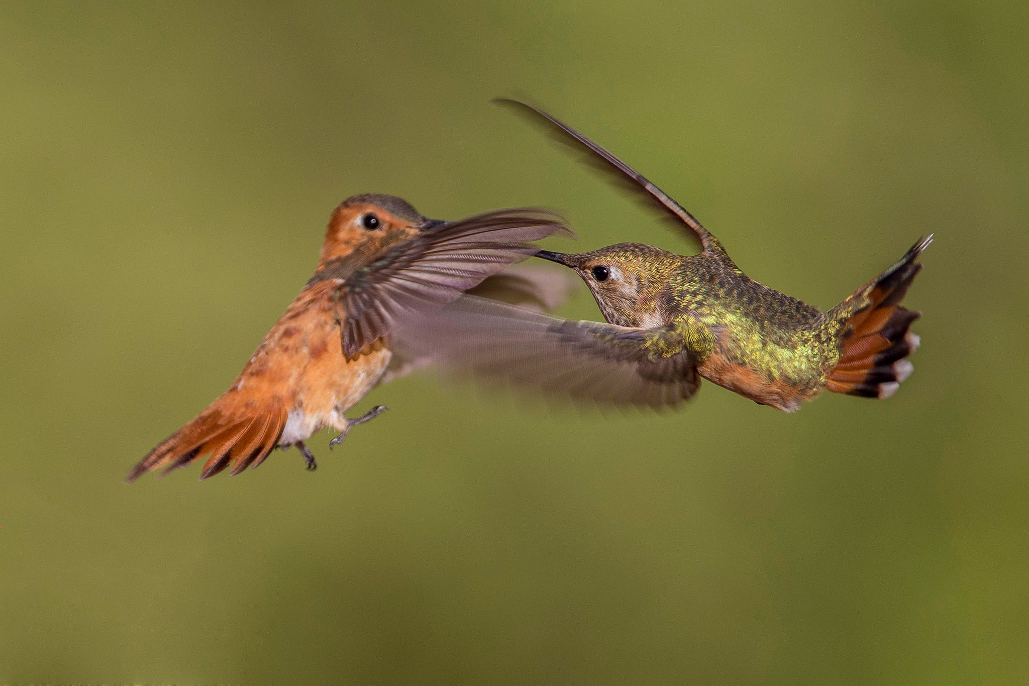 Обои крылья, птица, клюв, пара, колибри, охристый колибри, wings, bird, beak, pair, hummingbird, buffy hummingbird разрешение 2048x1365 Загрузить