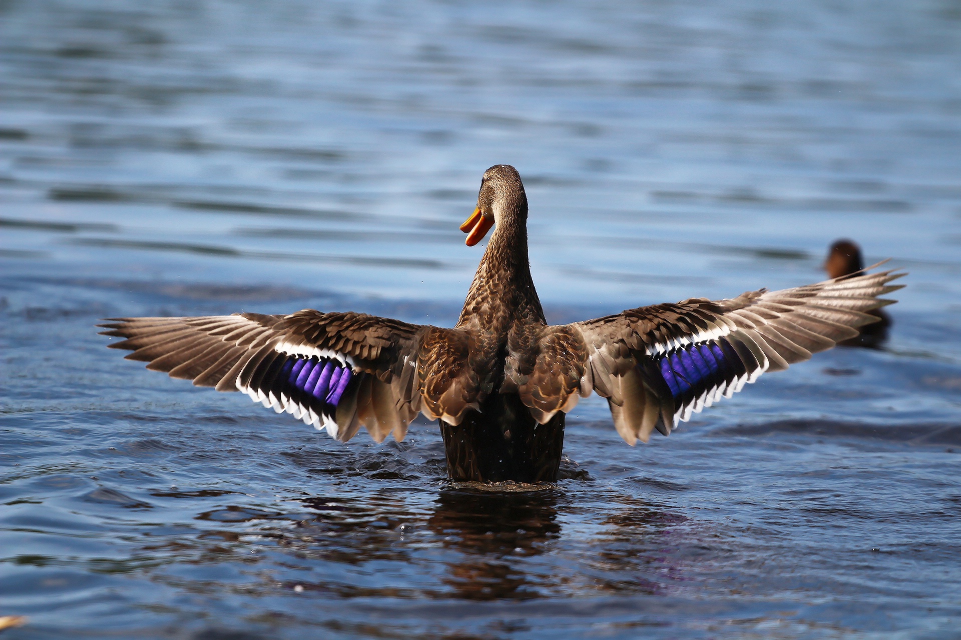 Обои крылья, птица, клюв, перья, озёра, утка, wings, bird, beak, feathers, lake, duck разрешение 1920x1280 Загрузить