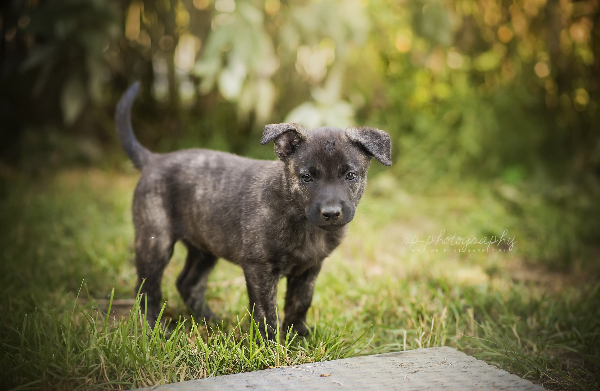 Обои трава, мордочка, лето, взгляд, собака, щенок, grass, muzzle, summer, look, dog, puppy разрешение 2048x1337 Загрузить