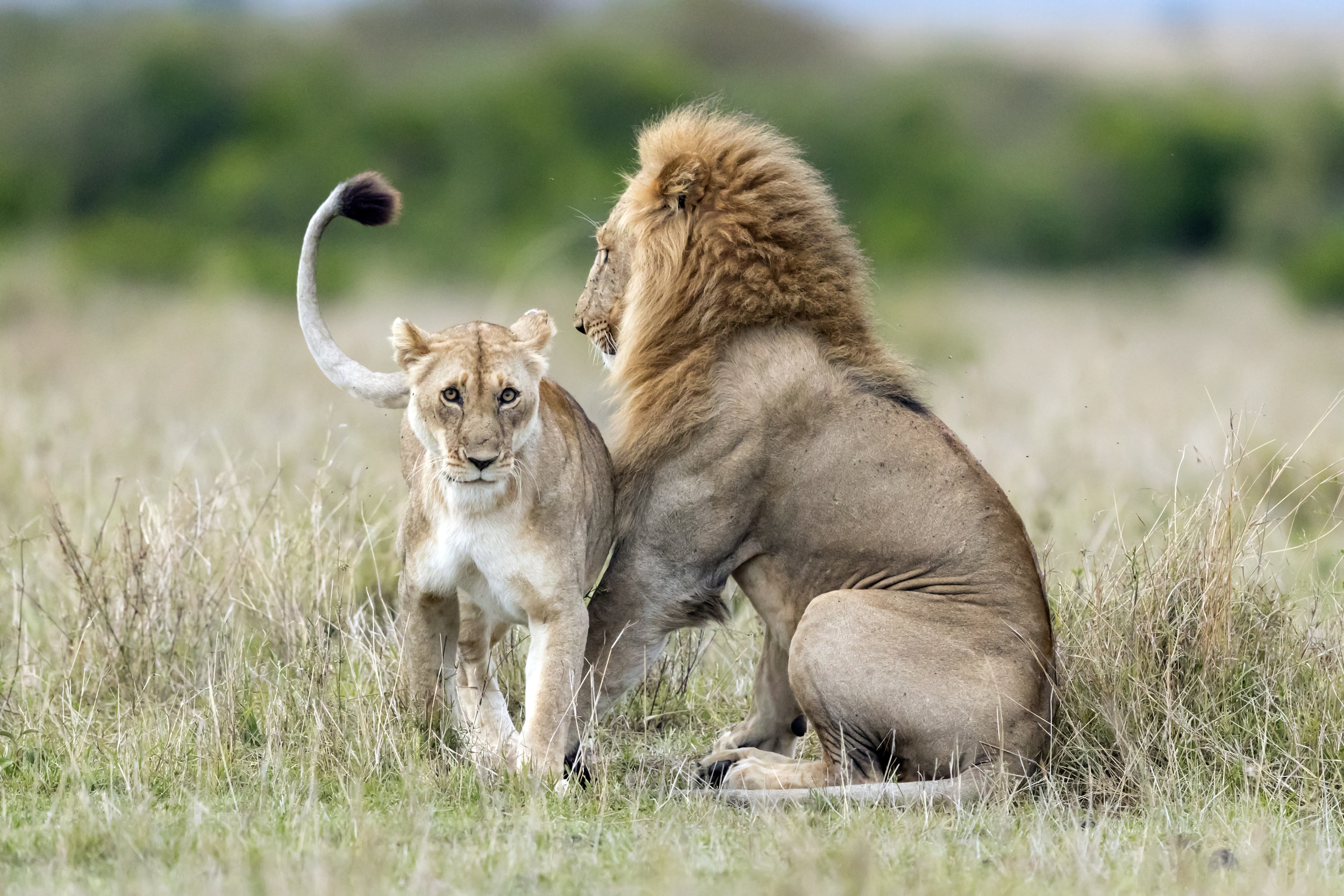 Обои морда, взгляд, хищник, лев, дикая природа, львица, дикая кошка, face, look, predator, leo, wildlife, lioness, wild cat разрешение 2500x1667 Загрузить