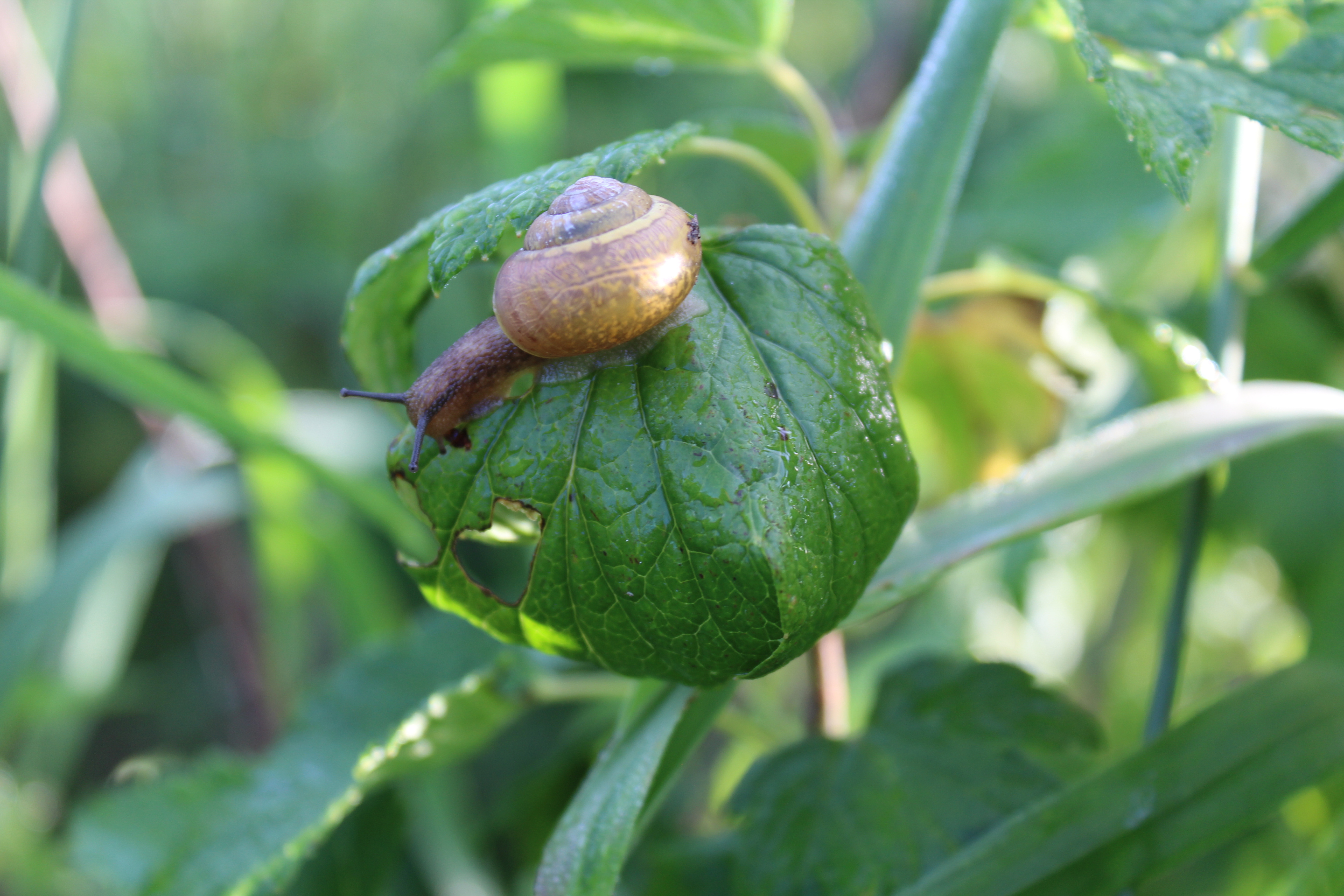 Обои природа, листья, лето, улитка, nature, leaves, summer, snail разрешение 5184x3456 Загрузить