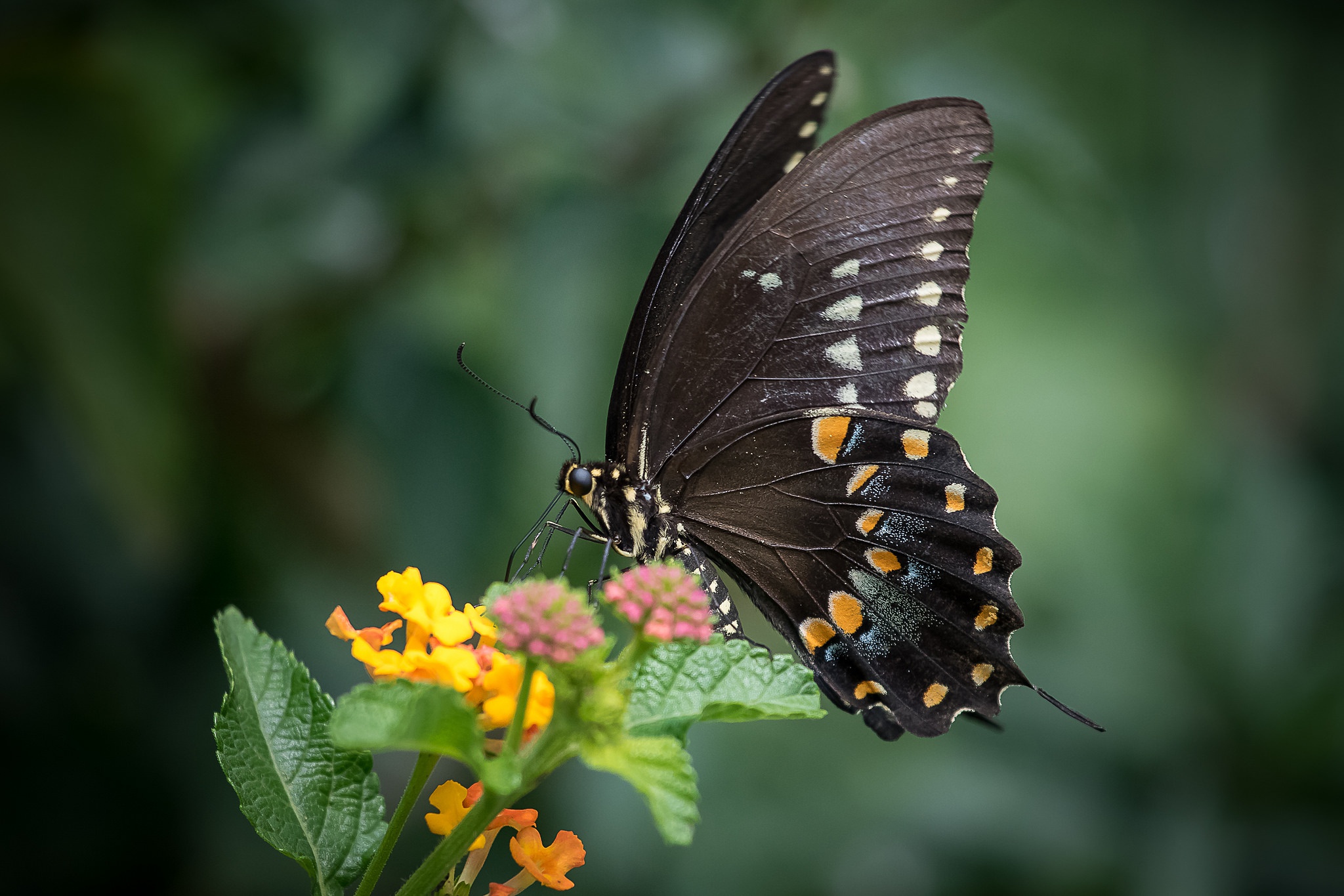 Обои макро, насекомое, цветок, бабочка, крылья, животное, macro, insect, flower, butterfly, wings, animal разрешение 2048x1365 Загрузить