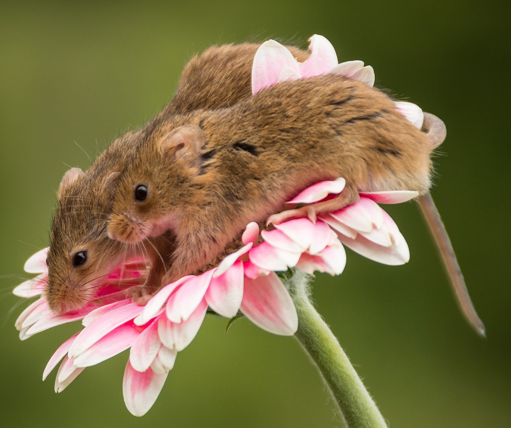 Обои макро, цветок, парочка, мыши, гербера, мышки, harvest mouse, мышь-малютка, macro, flower, a couple, mouse, gerbera, the mouse is tiny разрешение 2048x1719 Загрузить