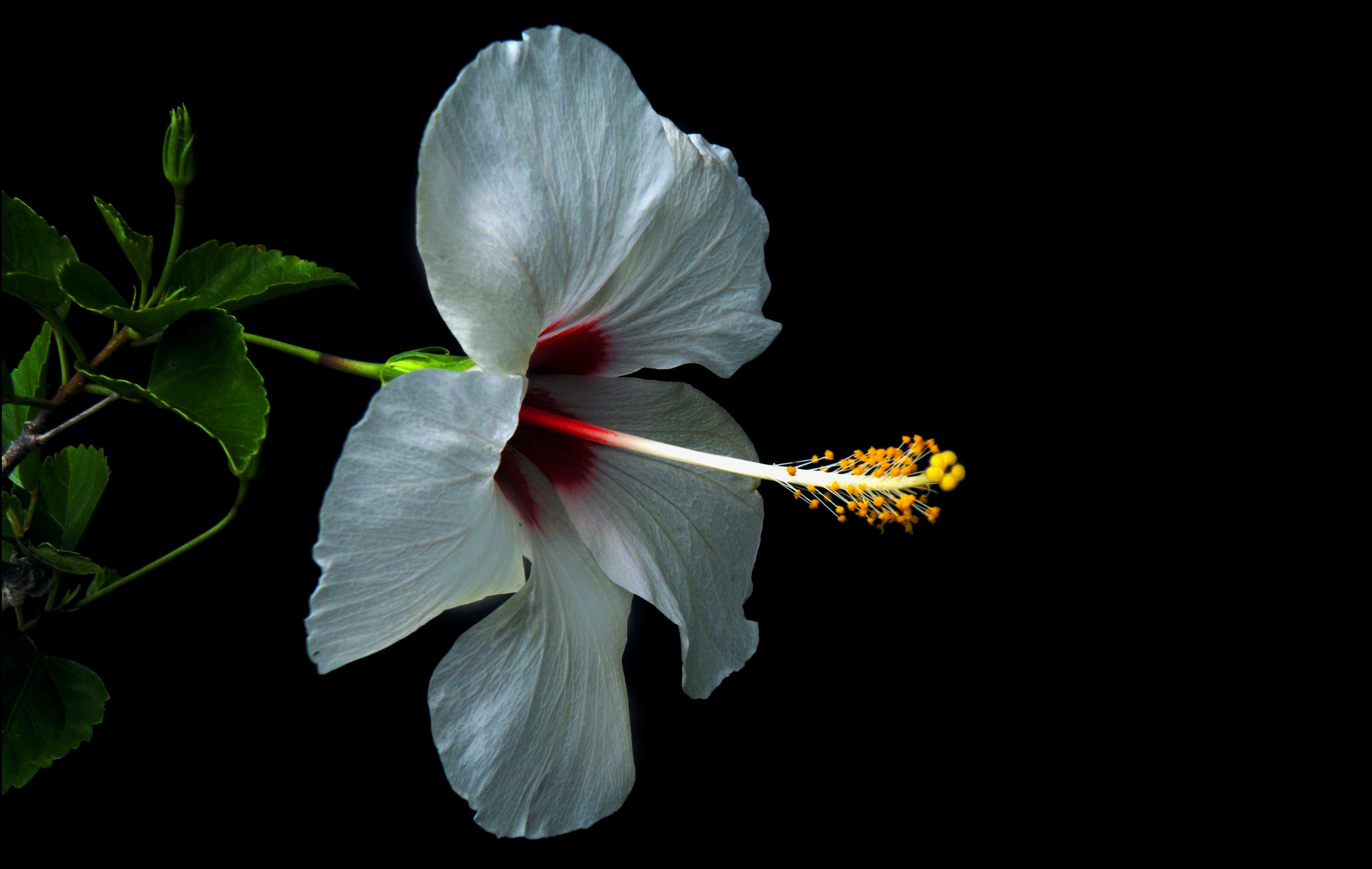 Обои макро, фон, цветок, лепестки, черный фон, гибискус, macro, background, flower, petals, black background, hibiscus разрешение 3740x2370 Загрузить
