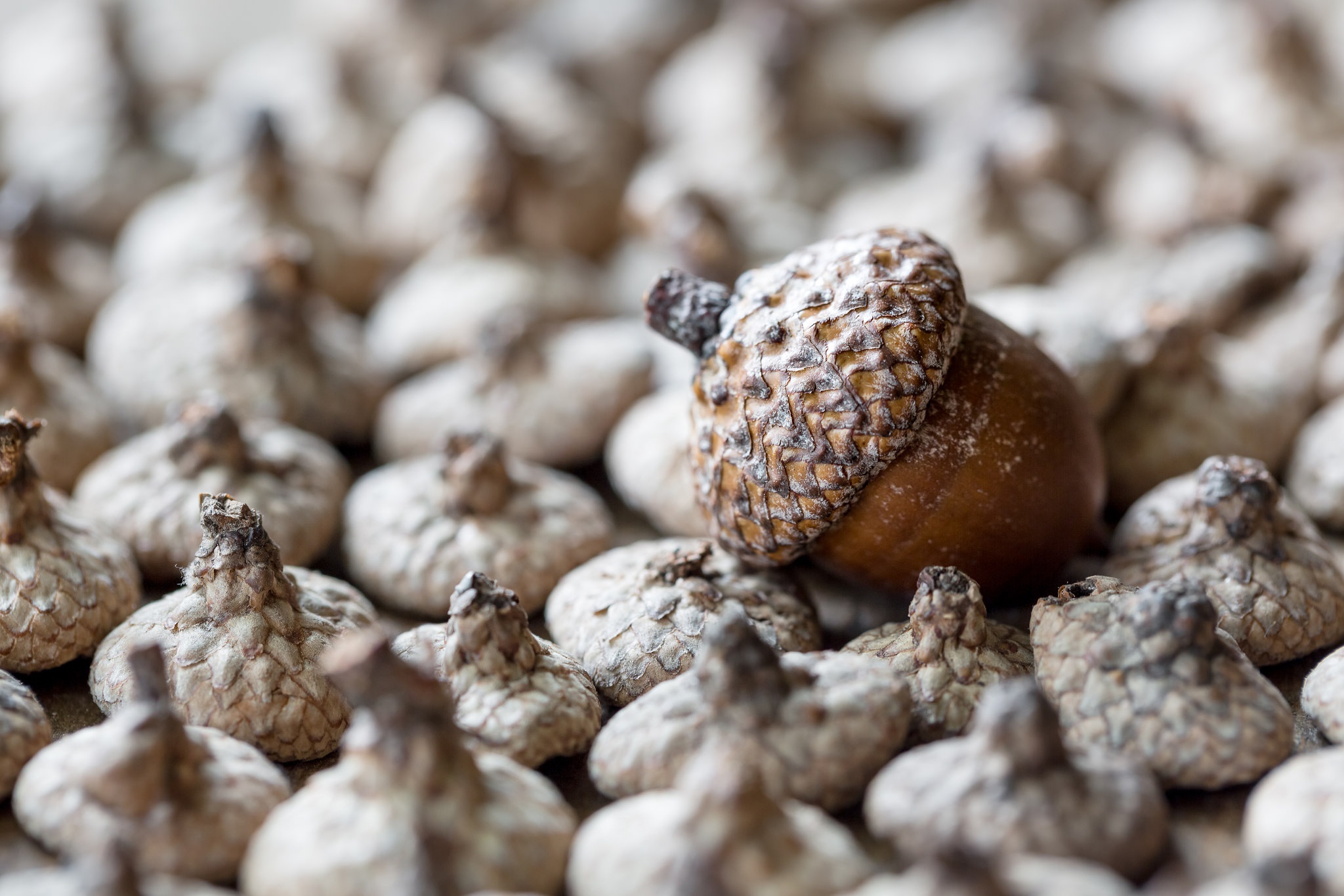 Обои орехи, макро, фон, плоды, желудь, жёлуди, nuts, macro, background, fruit, acorn, acorns разрешение 2048x1365 Загрузить