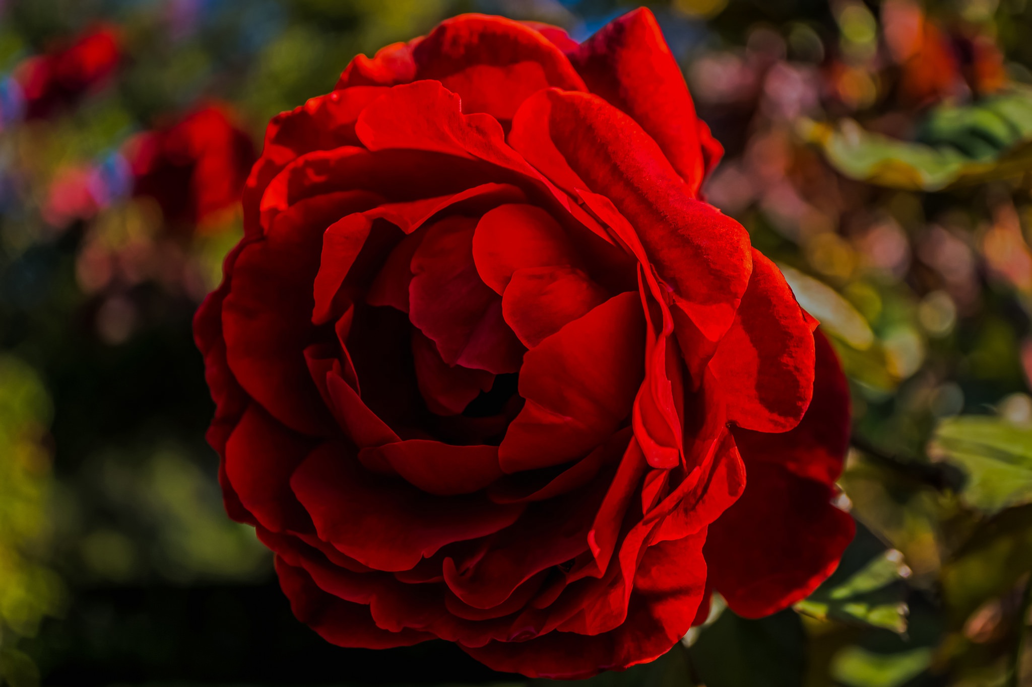 Обои макро, цветок, роза, лепестки, блики, бутон, macro, flower, rose, petals, glare, bud разрешение 2048x1365 Загрузить