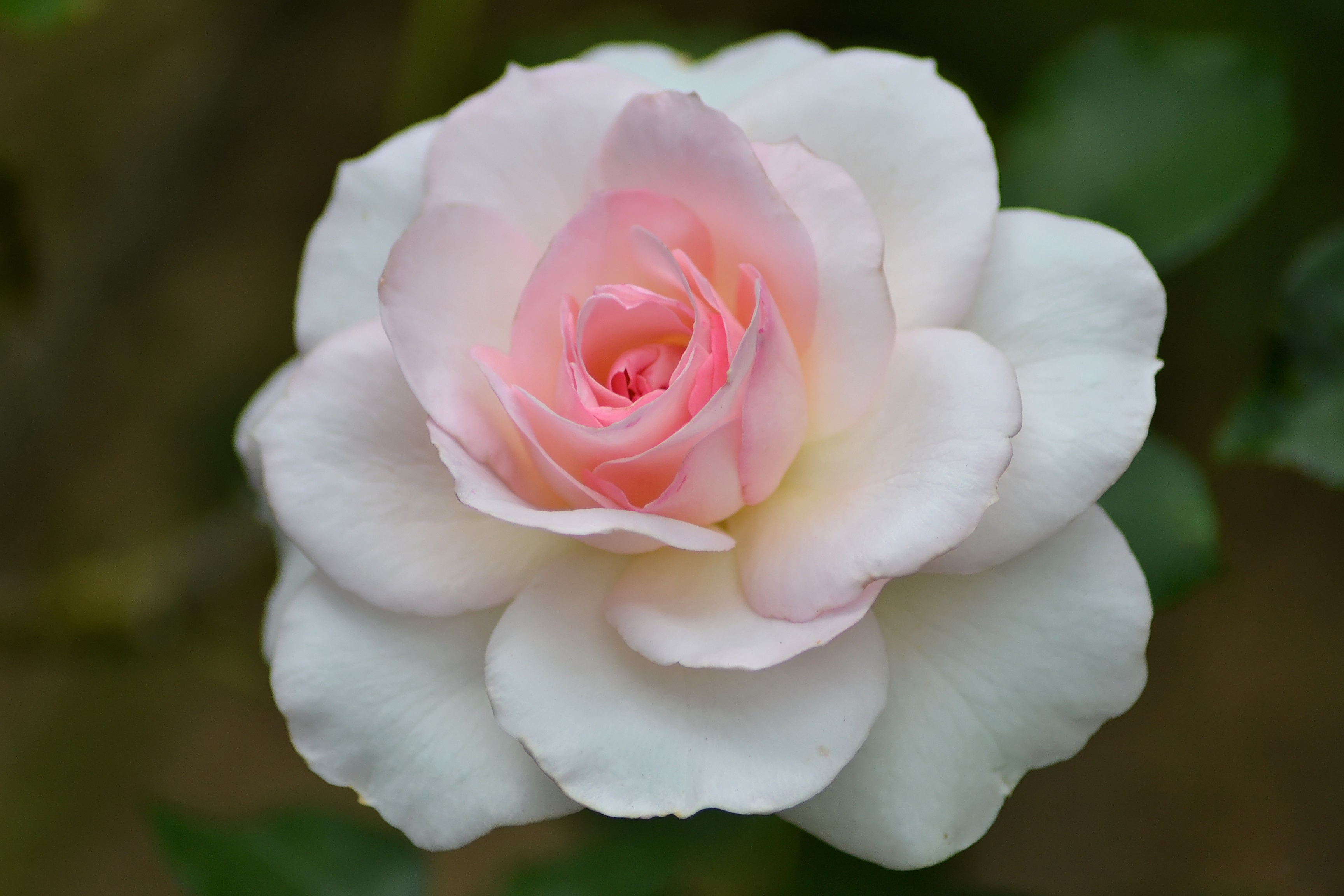 Обои макро, цветок, роза, лепестки, бутон, розовый, macro, flower, rose, petals, bud, pink разрешение 3456x2304 Загрузить