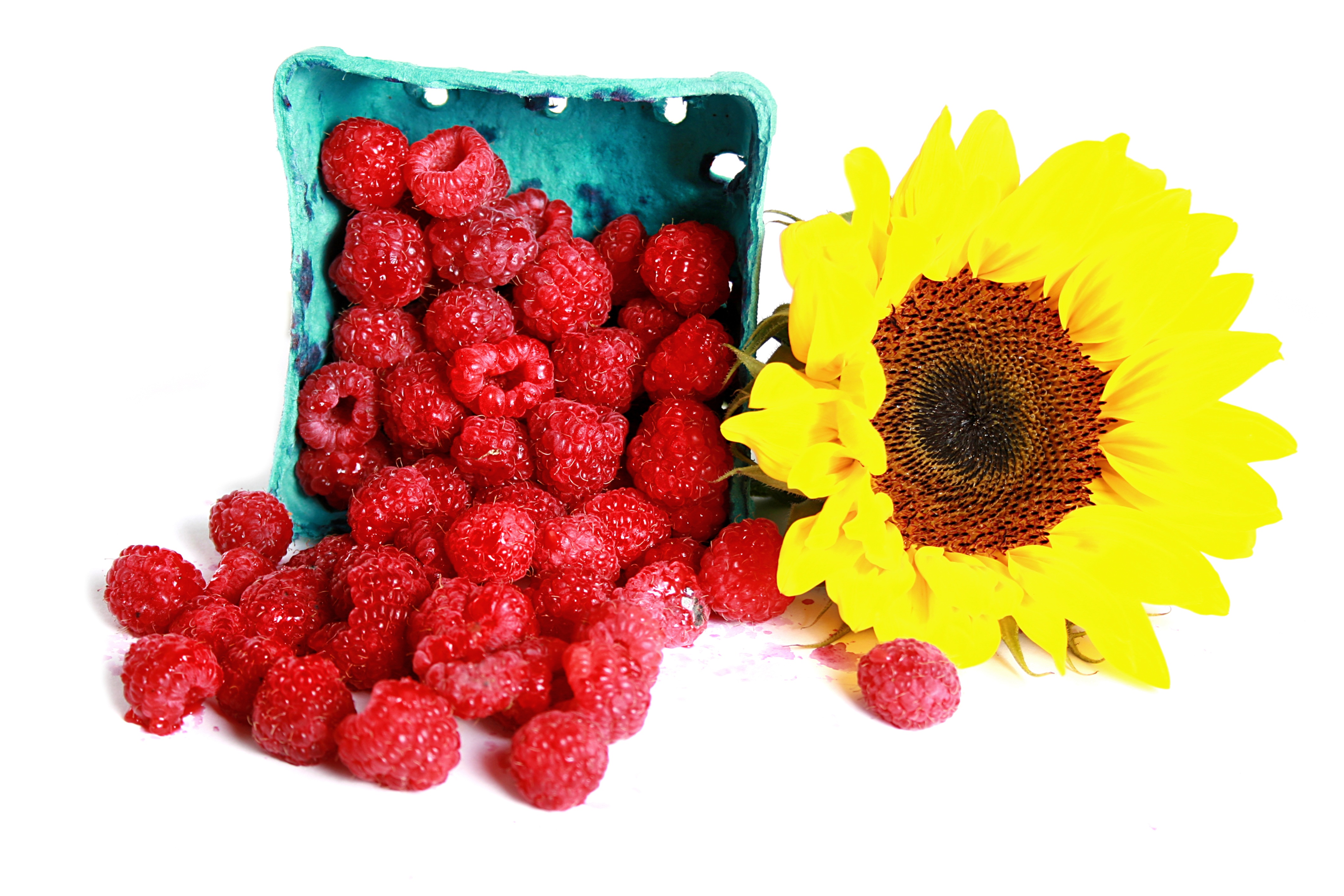 Обои цветок, малина, подсолнух, ягоды, белый фон, flower, raspberry, sunflower, berries, white background разрешение 4241x2828 Загрузить