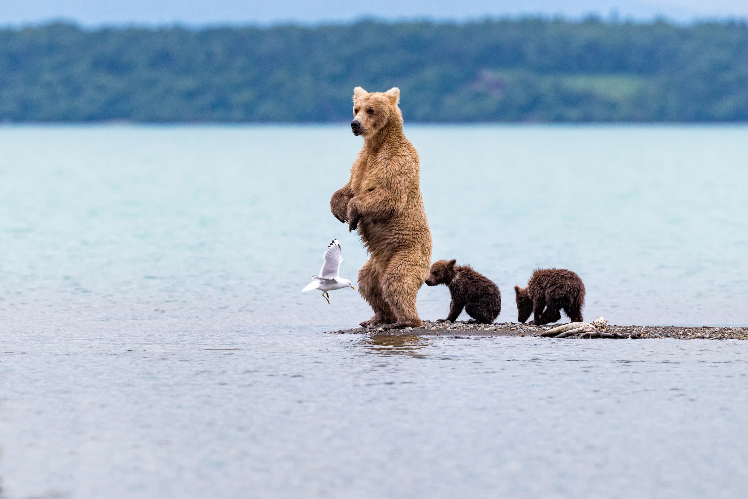 Обои вода, медведь, чайка, птица, медведица, медвежата, water, bear, seagull, bird, bears разрешение 2500x1667 Загрузить