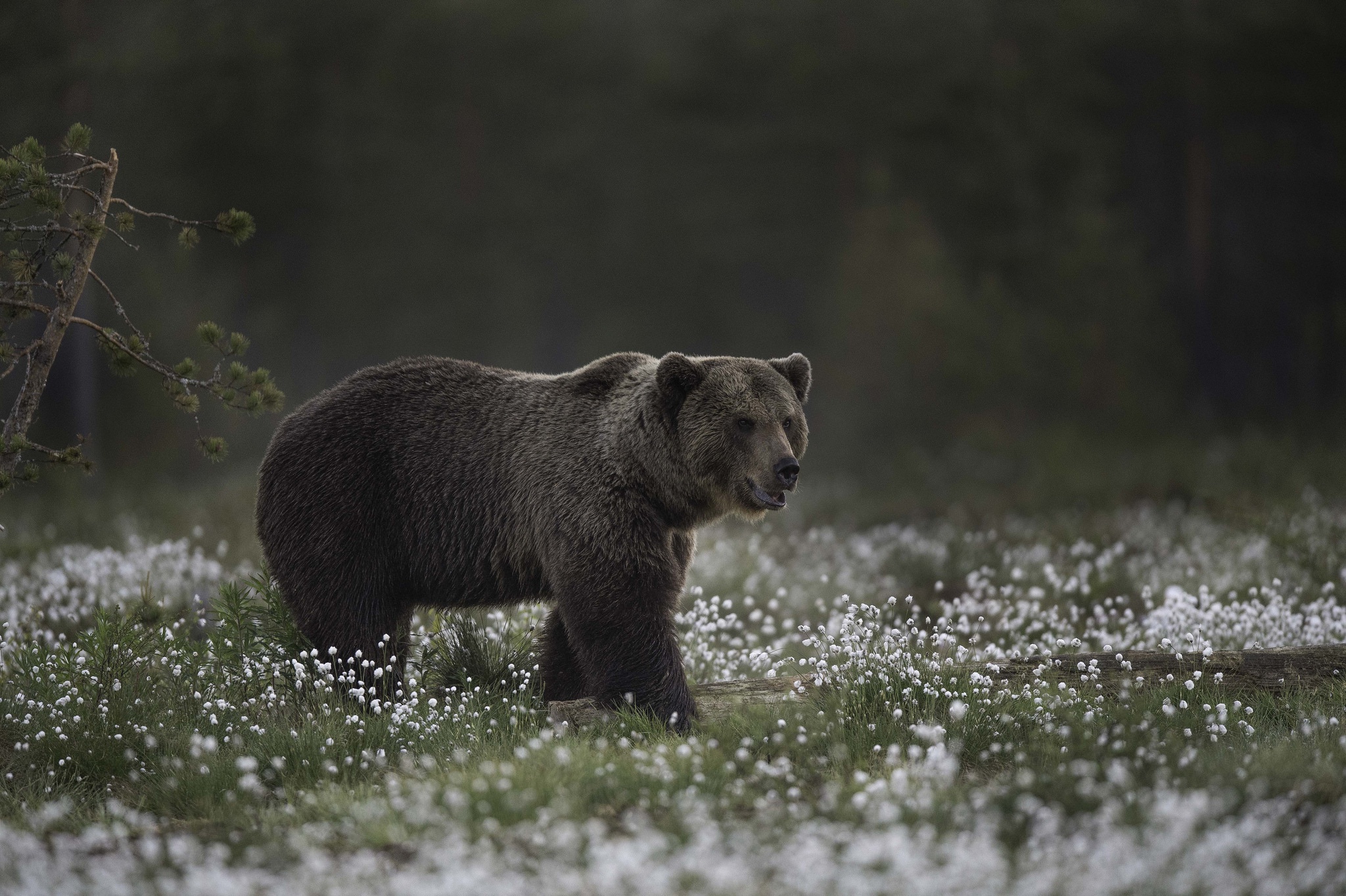 Обои морда, цветы, природа, взгляд, медведь, face, flowers, nature, look, bear разрешение 2048x1365 Загрузить