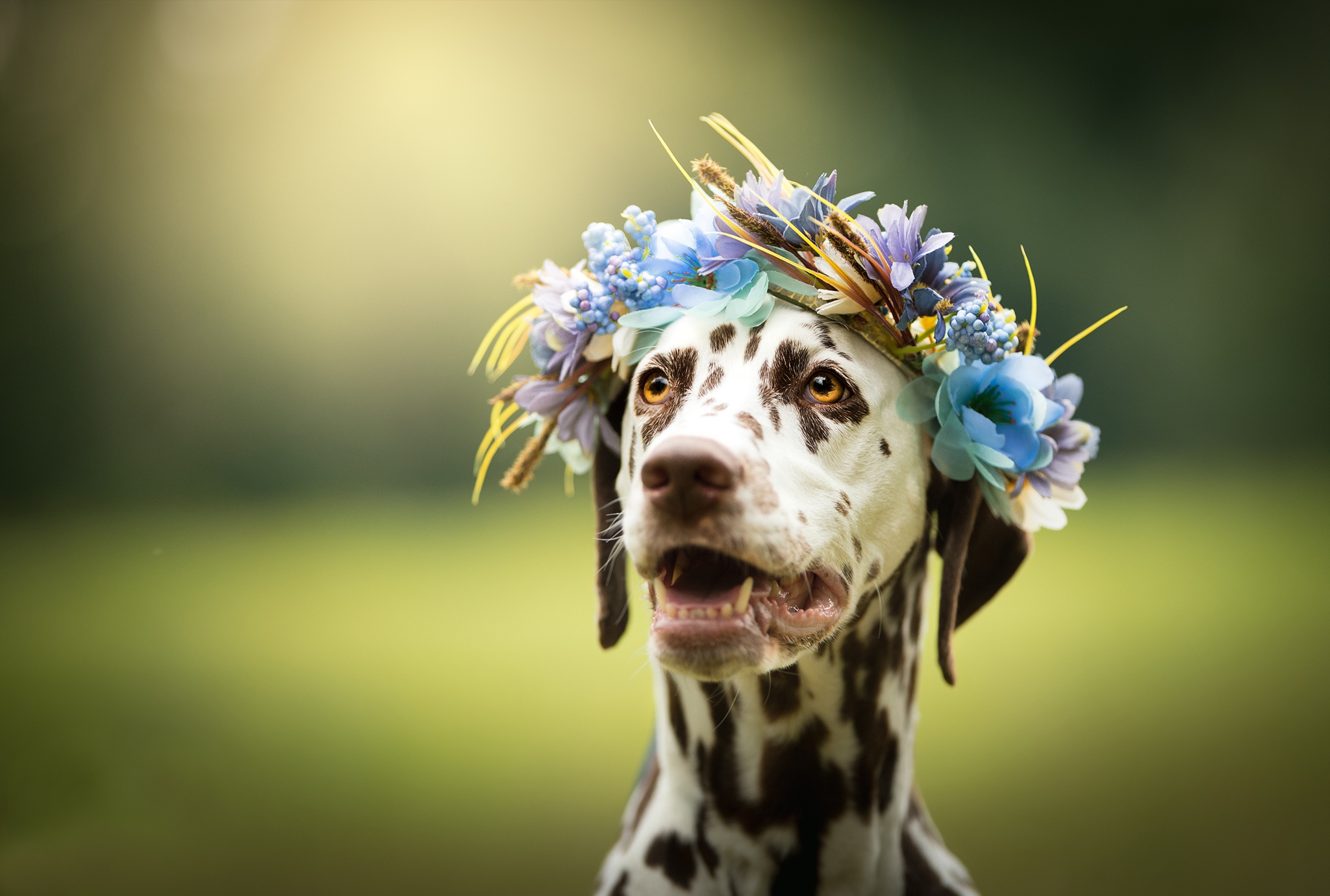 Обои морда, цветы, фон, взгляд, собака, далматин, венок, face, flowers, background, look, dog, dalmatian, wreath разрешение 2048x1380 Загрузить