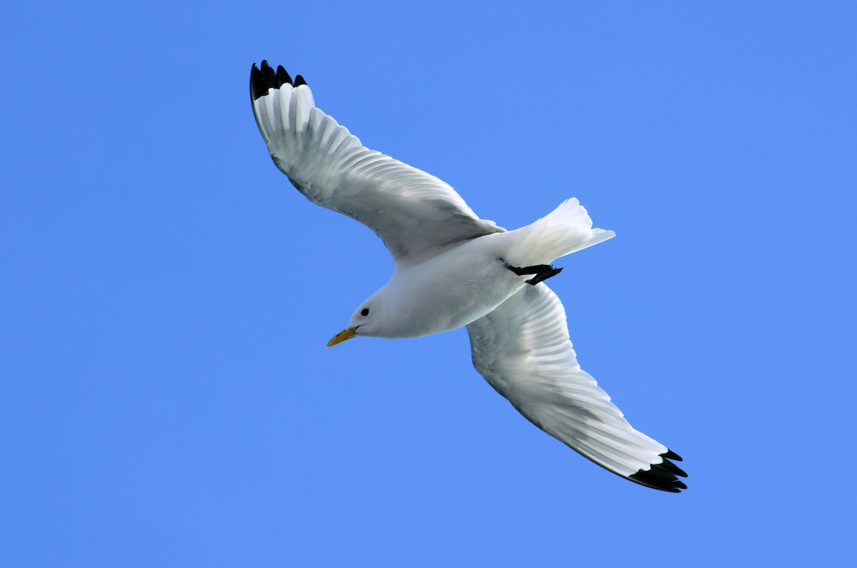 Обои небо, полет, крылья, чайка, птица, синева, the sky, flight, wings, seagull, bird, blue разрешение 3000x1987 Загрузить