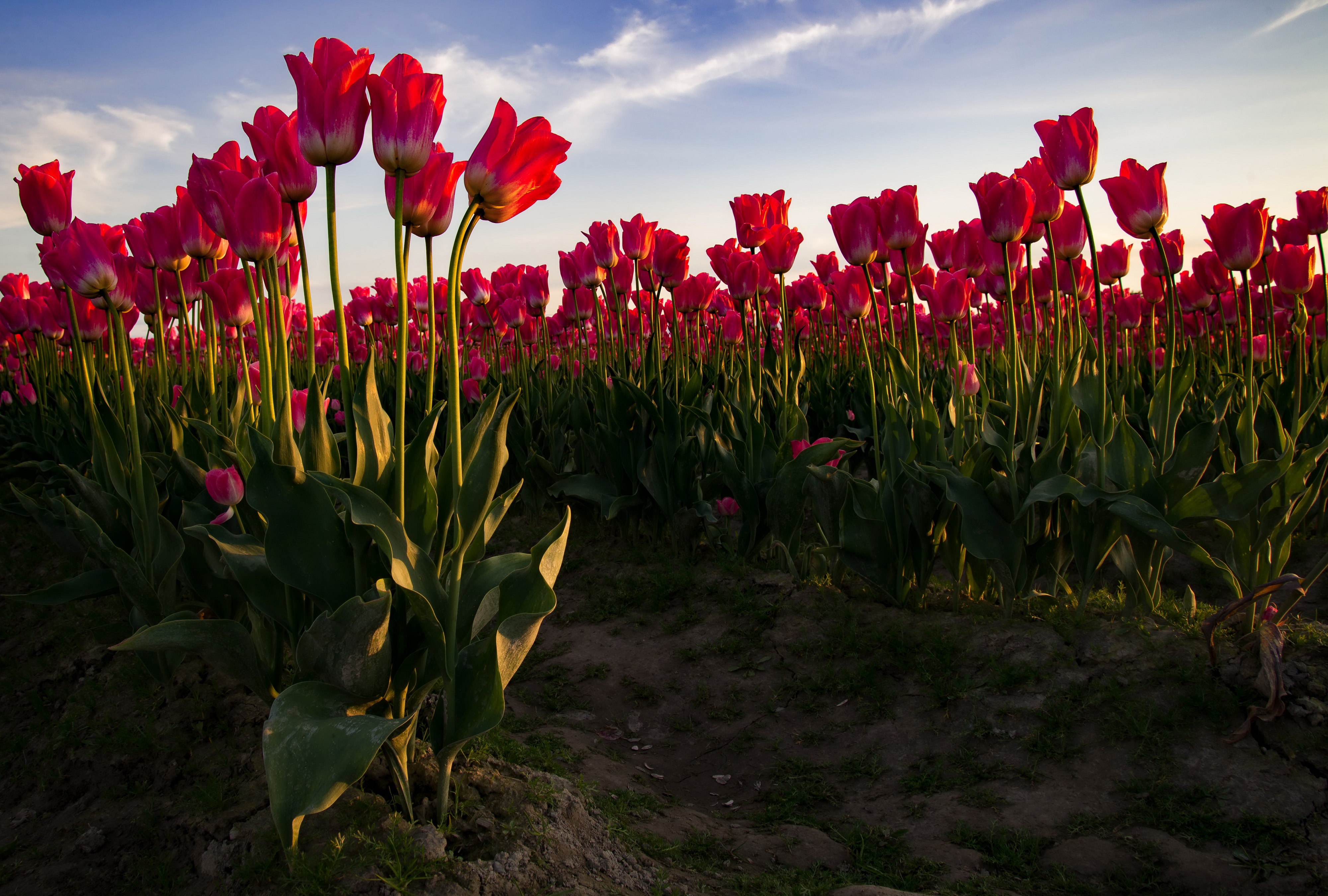 Обои небо, стебли, цветы, бутоны, поле, лепестки, красные, весна, тюльпаны, the sky, stems, flowers, buds, field, petals, red, spring, tulips разрешение 4000x2700 Загрузить