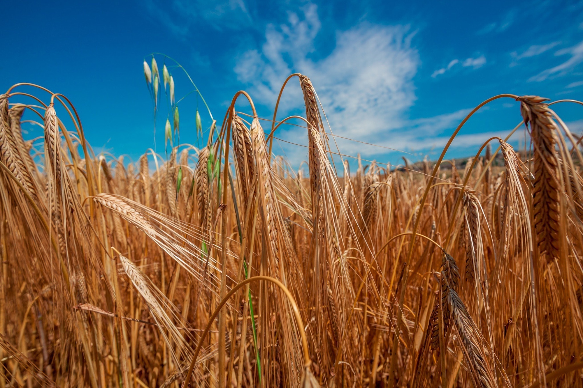 Обои небо, солнце, поле, колосья, пшеница, the sky, the sun, field, ears, wheat разрешение 2000x1333 Загрузить