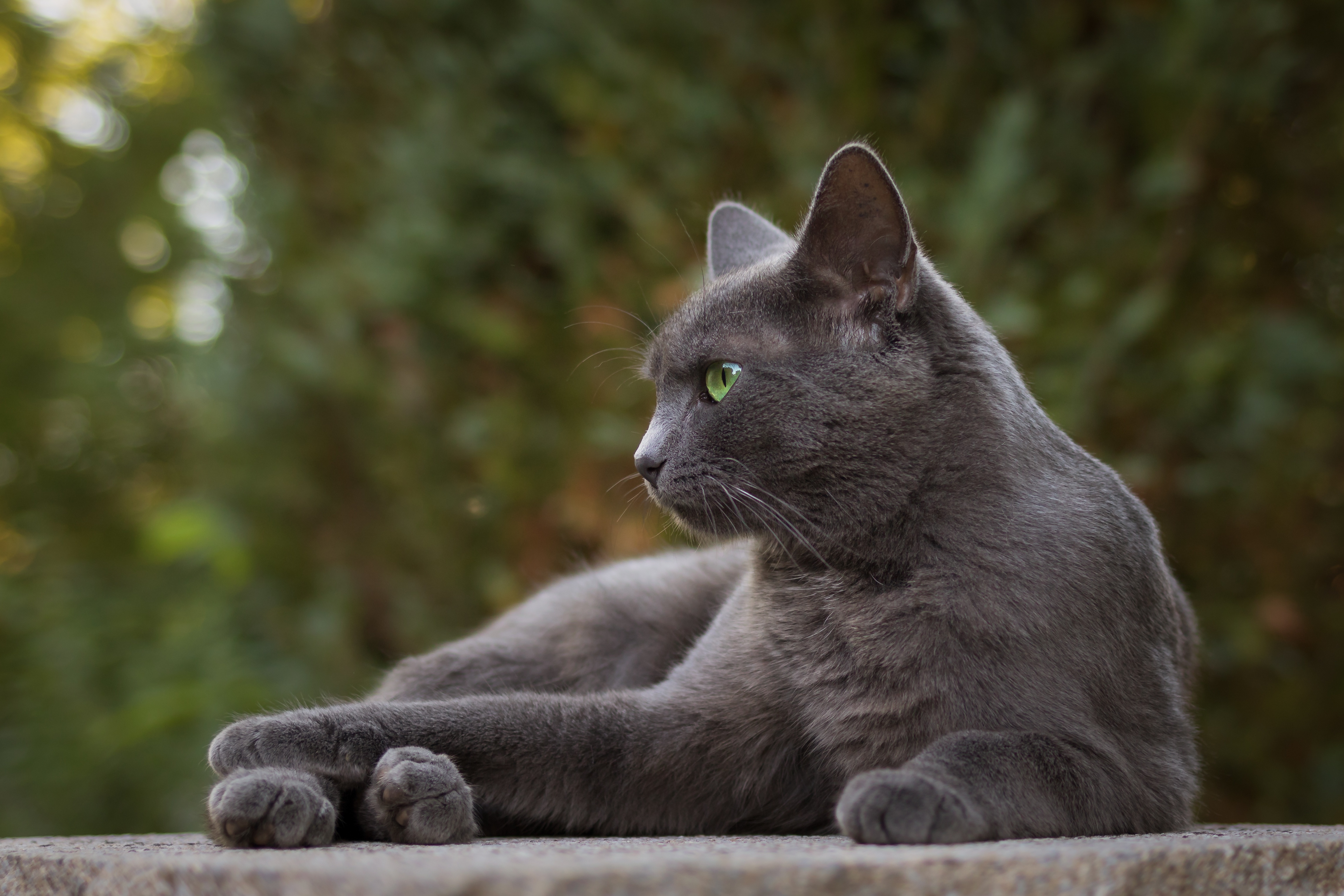 Обои портрет, кот, мордочка, усы, кошка, взгляд, серый, portrait, cat, muzzle, mustache, look, grey разрешение 4580x3053 Загрузить