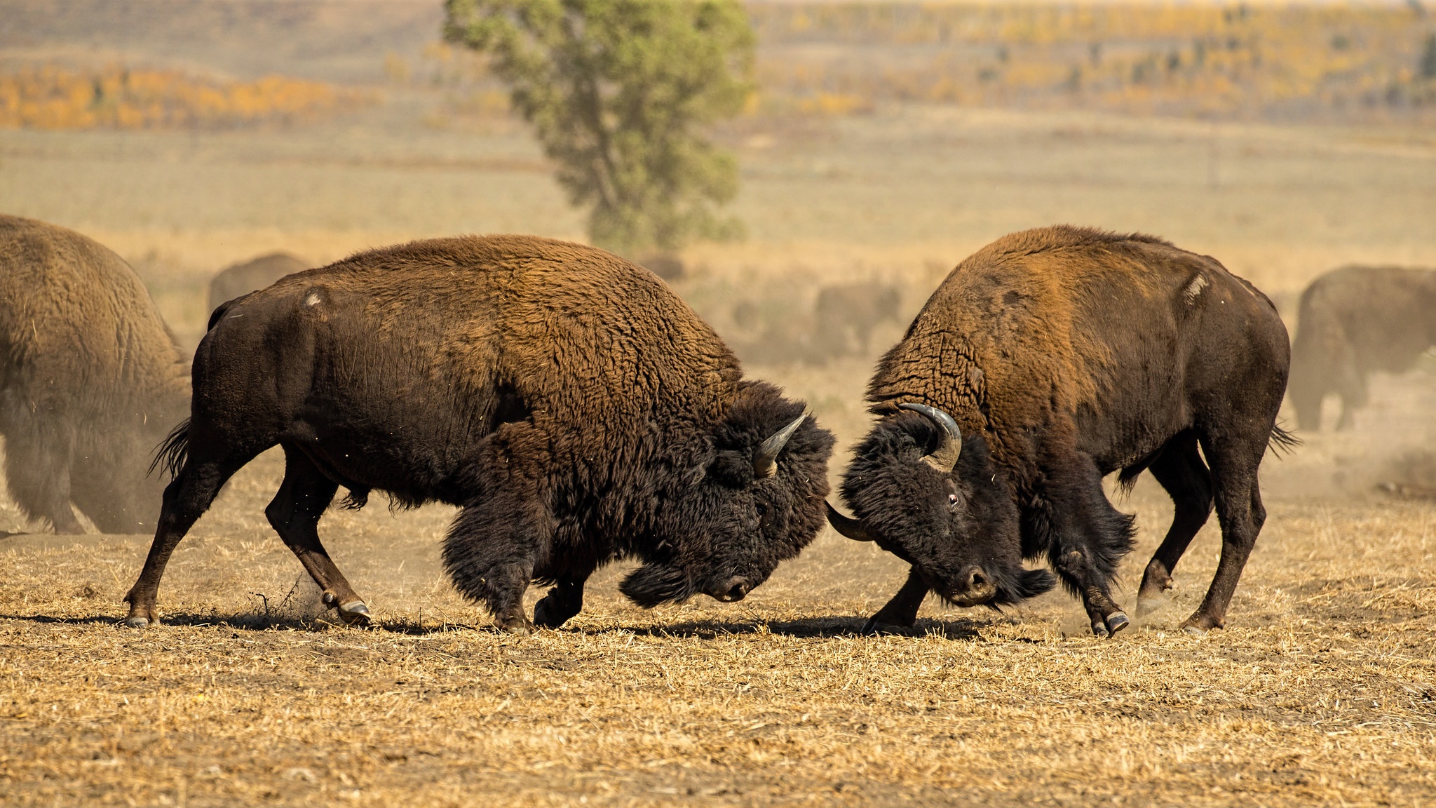 Bison fight