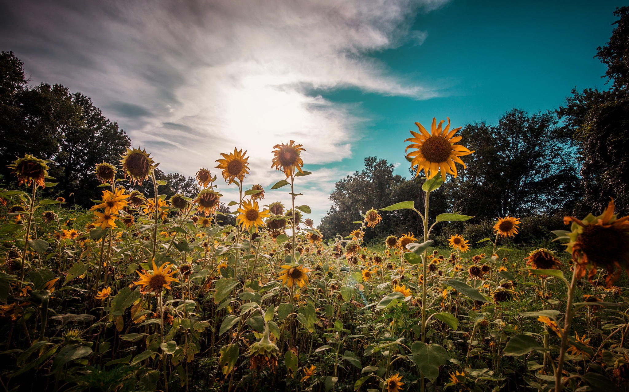 Обои небо, цветы, облака, природа, растения, лето, подсолнухи, the sky, flowers, clouds, nature, plants, summer, sunflowers разрешение 2048x1276 Загрузить