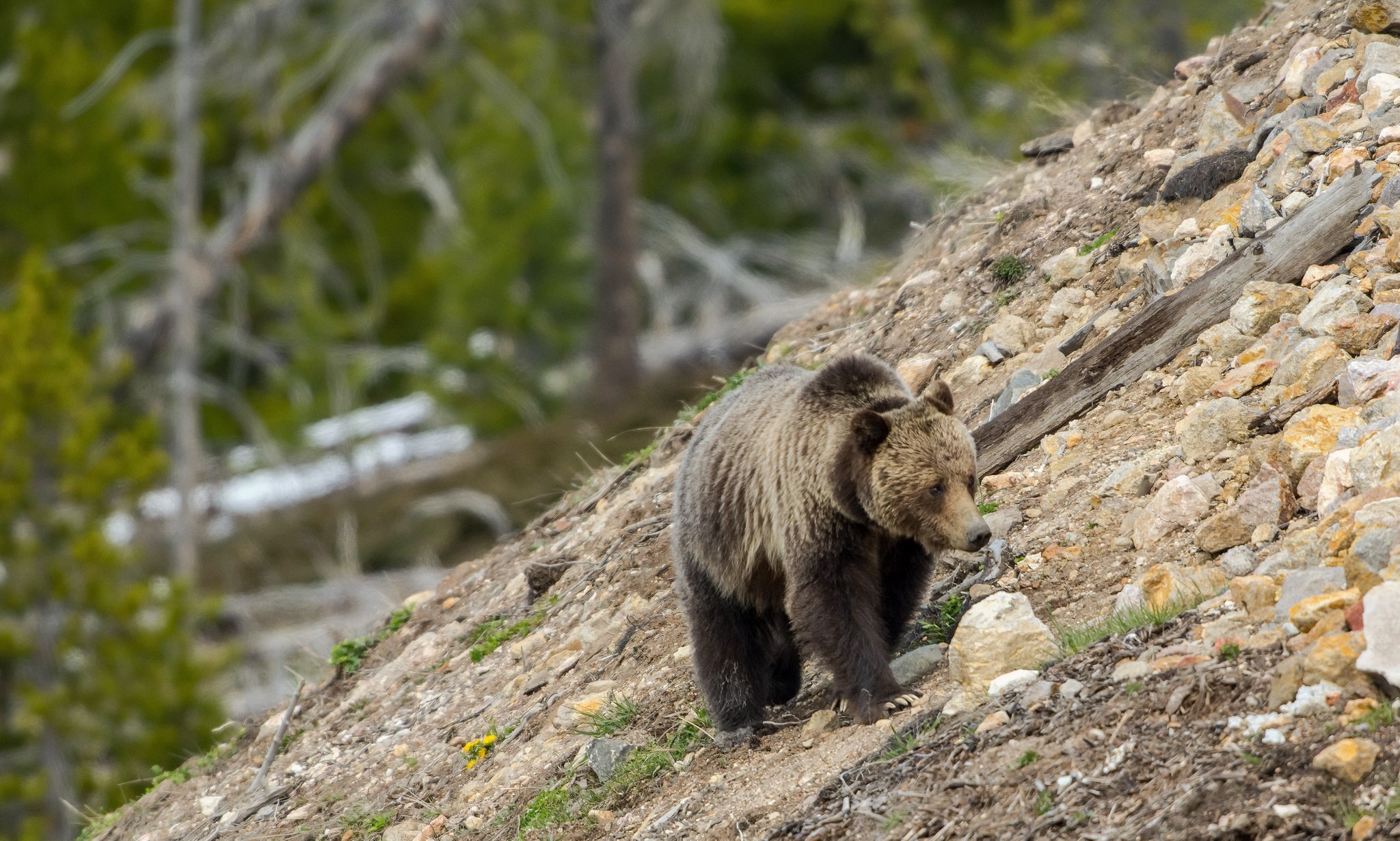 Обои природа, камни, склон, медведь, гризли, nature, stones, slope, bear, grizzly разрешение 2048x1230 Загрузить