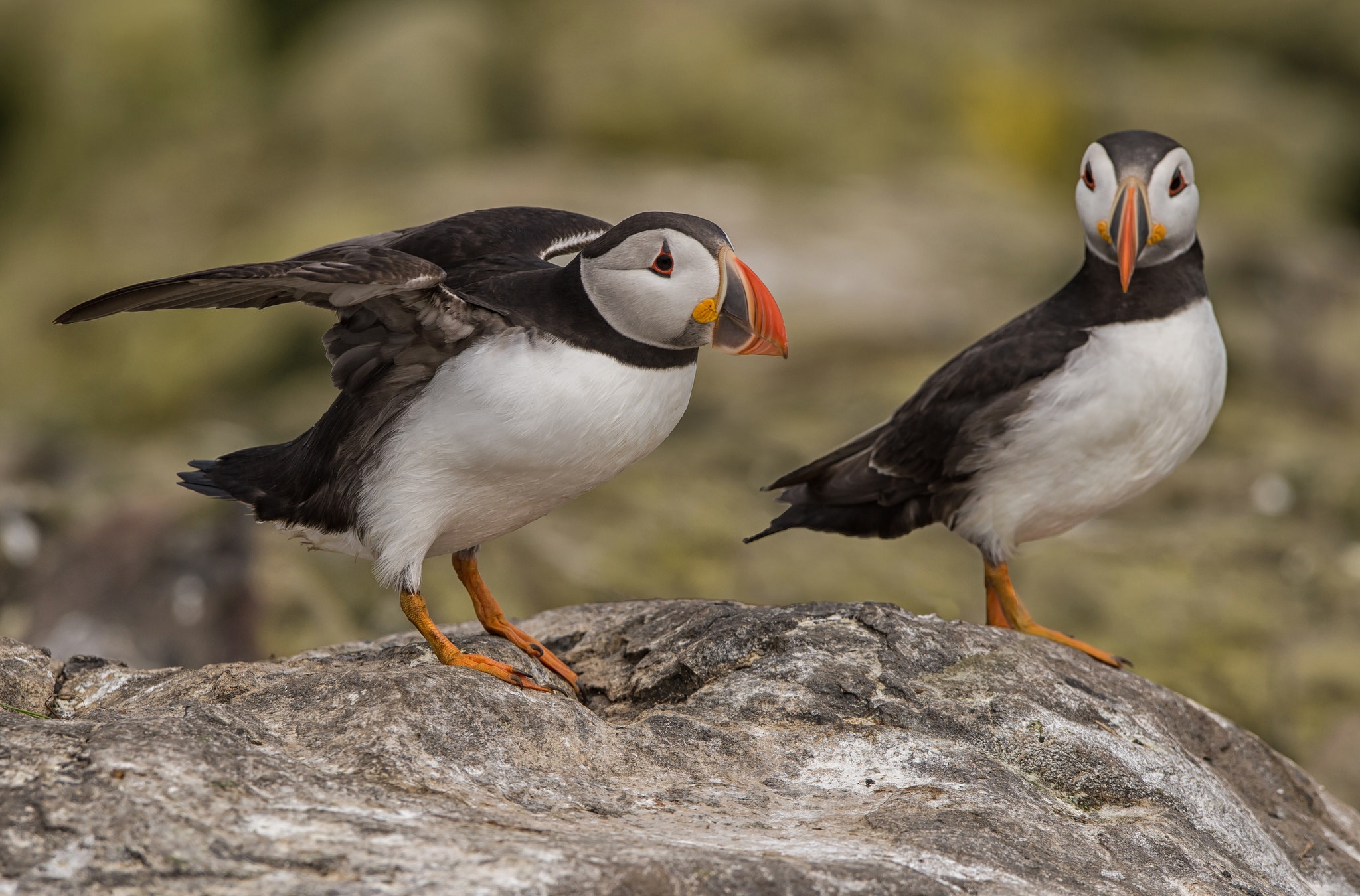 Обои птица, клюв, пара, тупик, puffin, bird, beak, pair, stalled разрешение 2048x1350 Загрузить