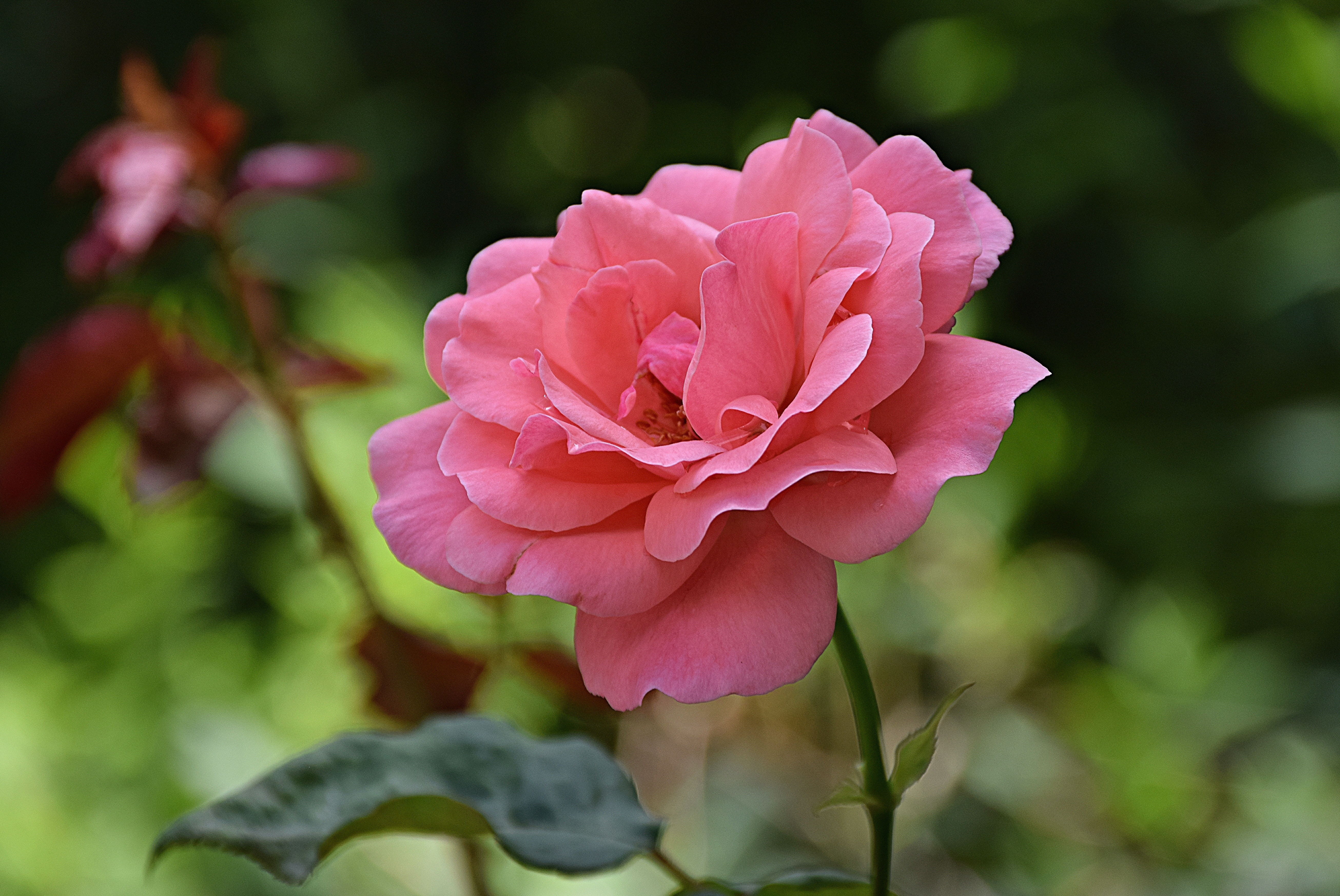 Обои цветок, роза, лепестки, размытость, стебель, розовая роза, flower, rose, petals, blur, stem, pink rose разрешение 5223x3494 Загрузить