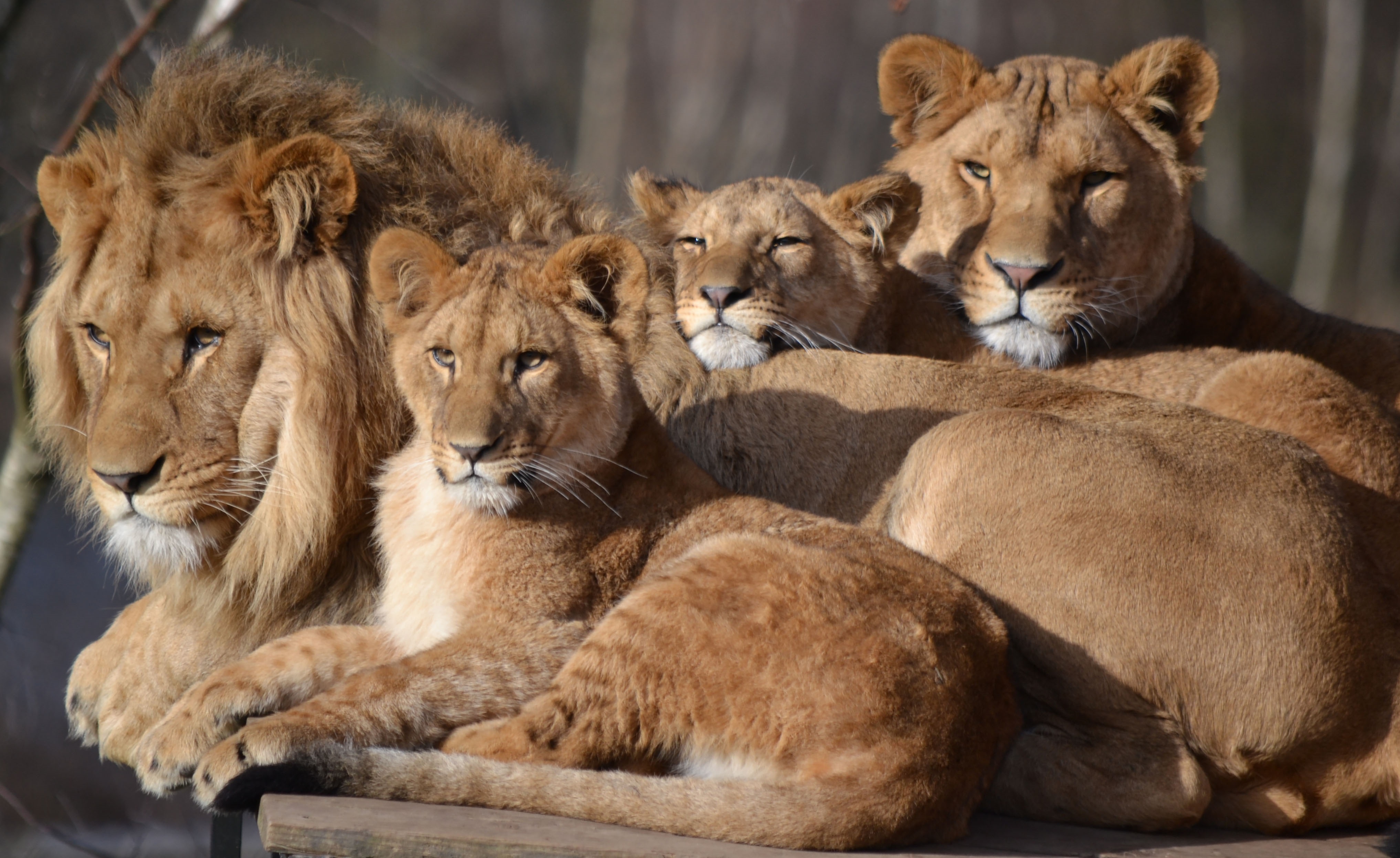 Львы живут семьей