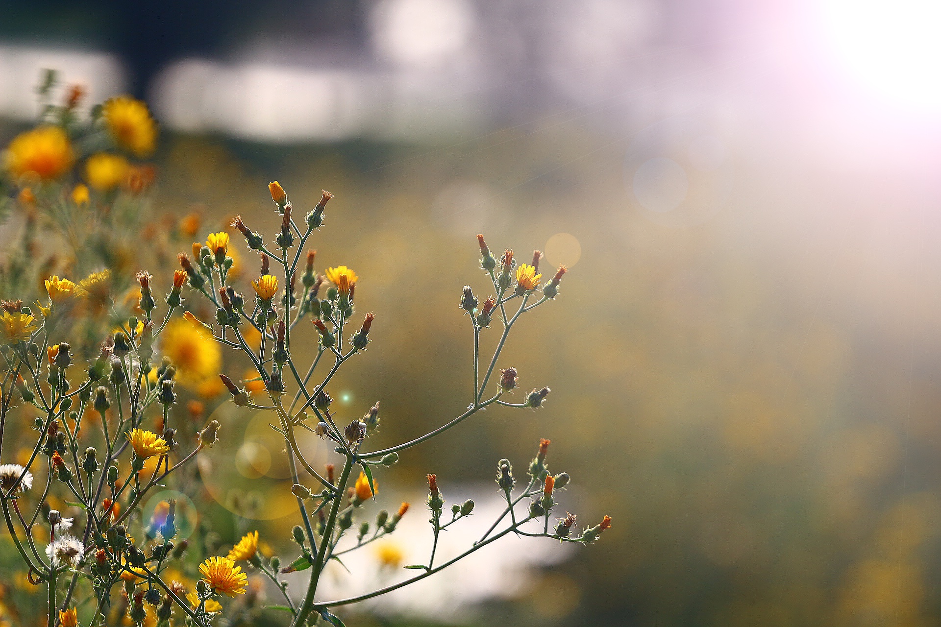 Обои солнце, блики, полевые цветы, цветочки, стебельки, the sun, glare, wildflowers, flowers, stems разрешение 1920x1280 Загрузить