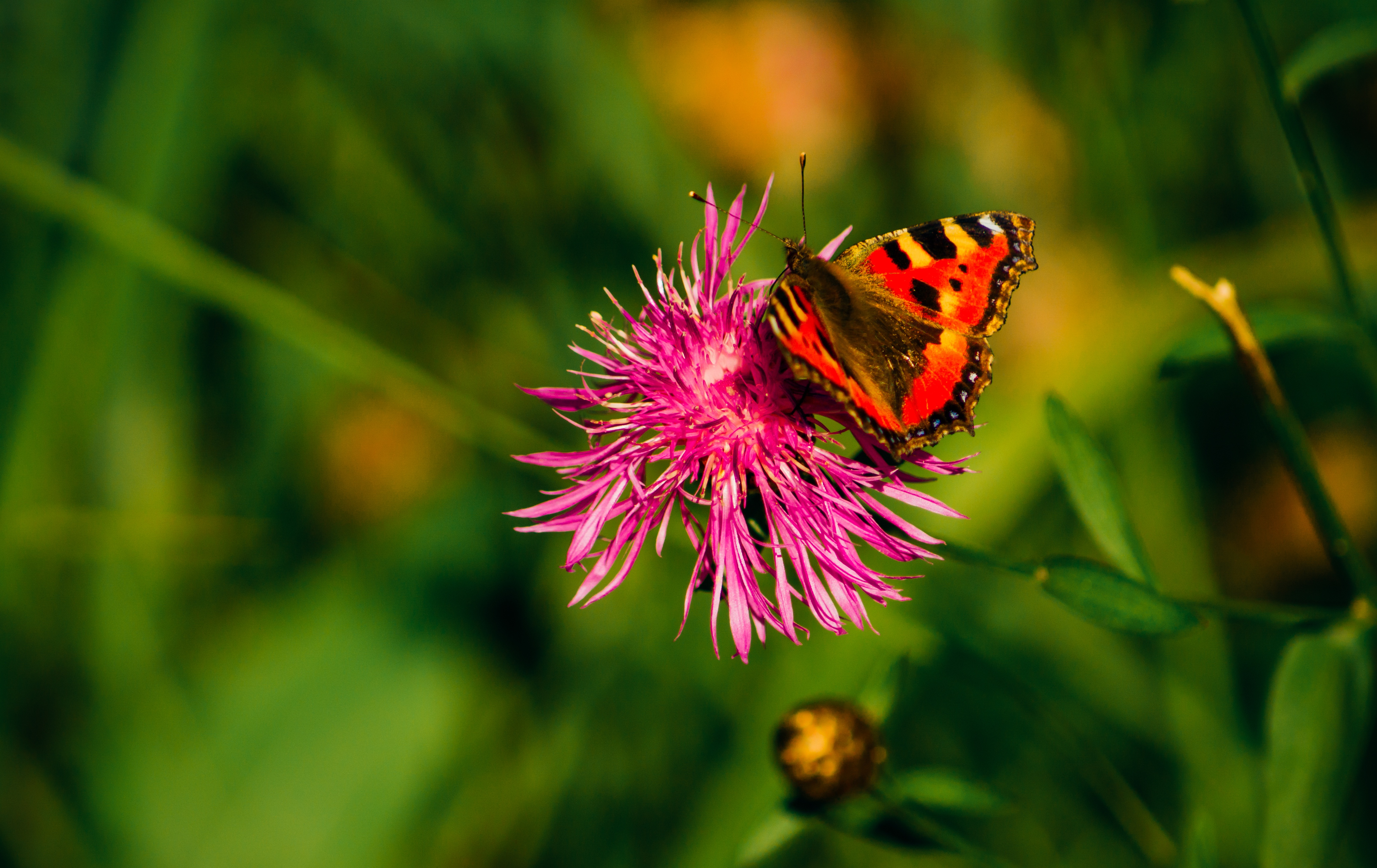 Обои трава, растения, насекомое, цветок, лето, бабочка, крылья, grass, plants, insect, flower, summer, butterfly, wings разрешение 4604x2902 Загрузить