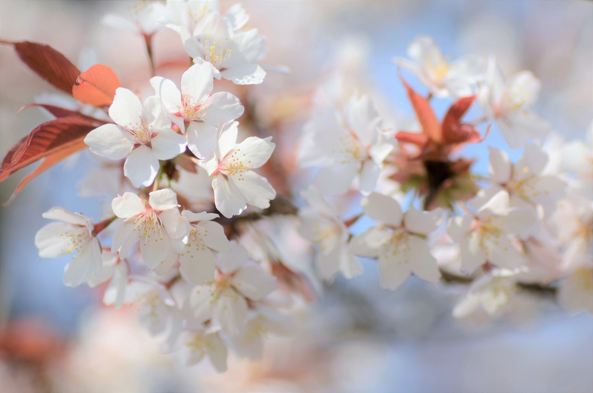 Обои ветка, цветение, размытость, весна, сакура, branch, flowering, blur, spring, sakura разрешение 2048x1356 Загрузить