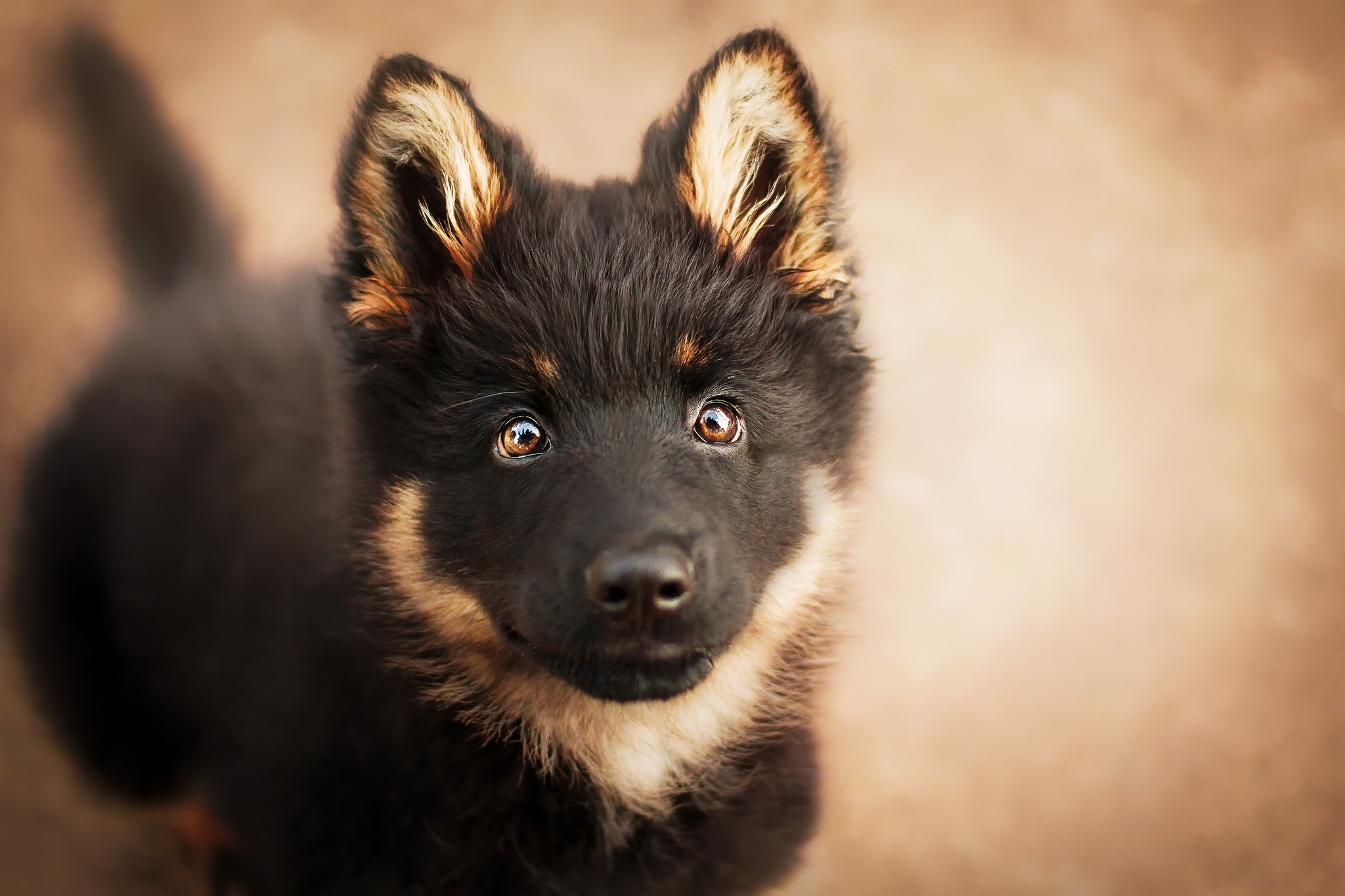 Обои глаза, мордочка, взгляд, собака, щенок, немецкая овчарка, eyes, muzzle, look, dog, puppy, german shepherd разрешение 2048x1365 Загрузить