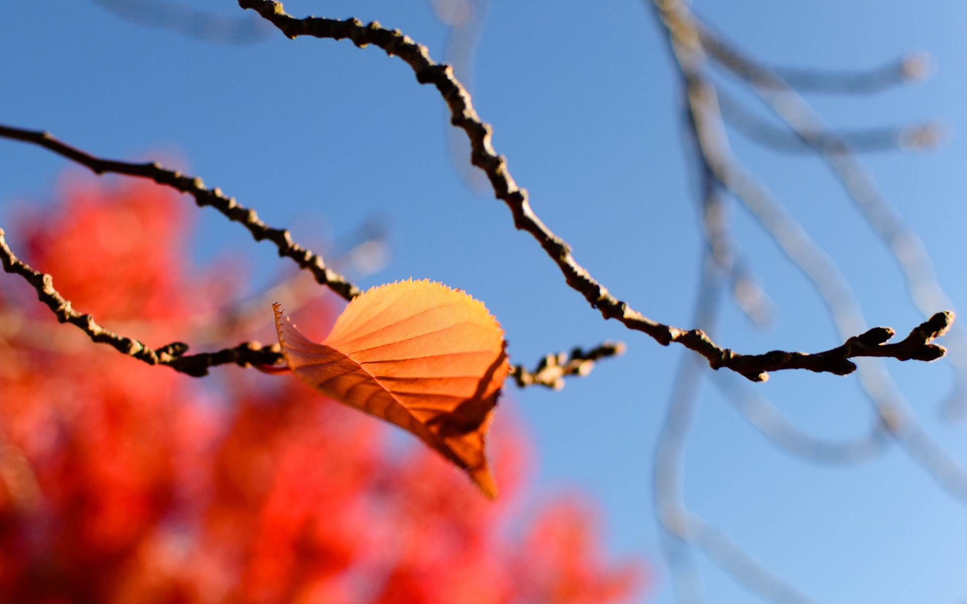 Обои небо, листья, макро, ветки, осень, размытость, quang vu, the sky, leaves, macro, branches, autumn, blur разрешение 1920x1200 Загрузить